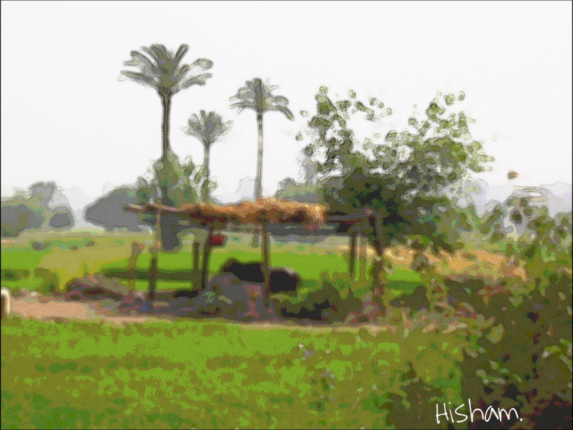 Samsung WB2200F sample photo. Country side, palms, trees, cow, sky. photography