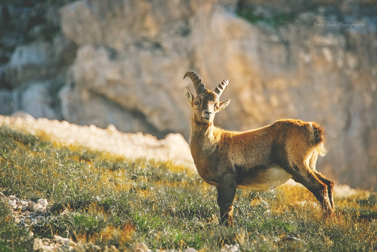 Nikon D60 sample photo. King of the mountain... photography