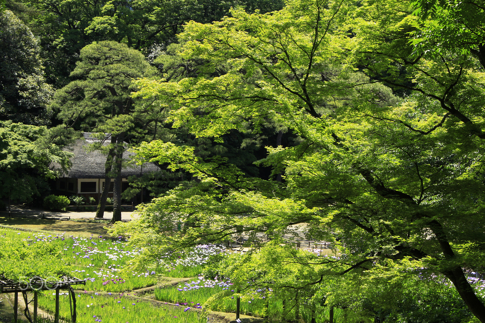 Canon EF-S 18-55mm f/3.5-5.6 USM sample photo. New green leaves photography