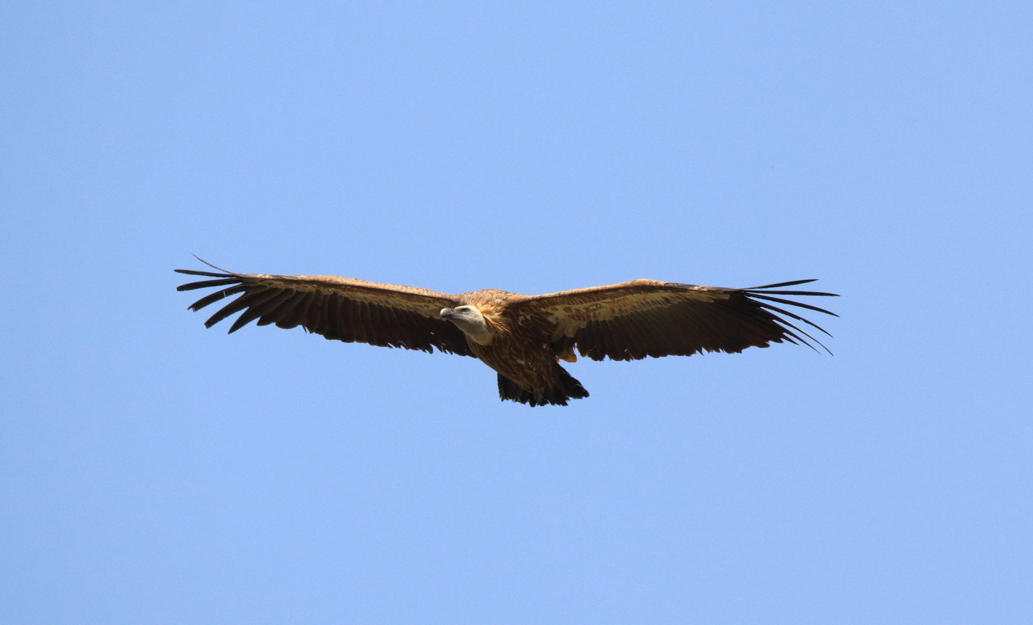 Sigma 150-600mm F5-6.3 DG OS HSM | S sample photo. Vale gier photography