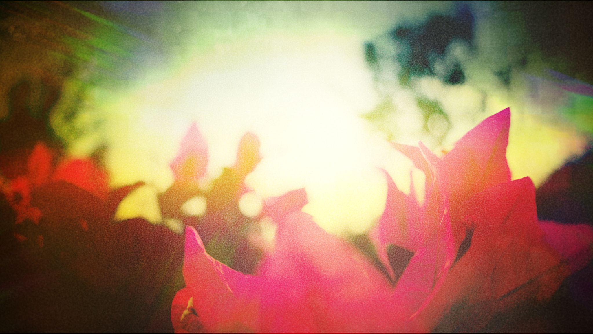 Sony a7S + 15mm F2.8 sample photo. Tlp flower photography