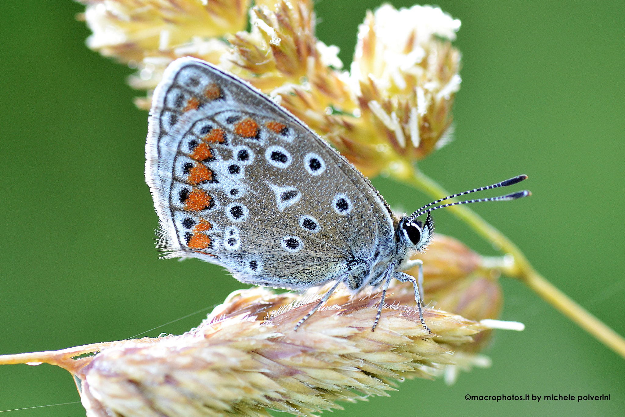 Nikon D3100 sample photo. Farfalla blu polyommatinae magg () photography