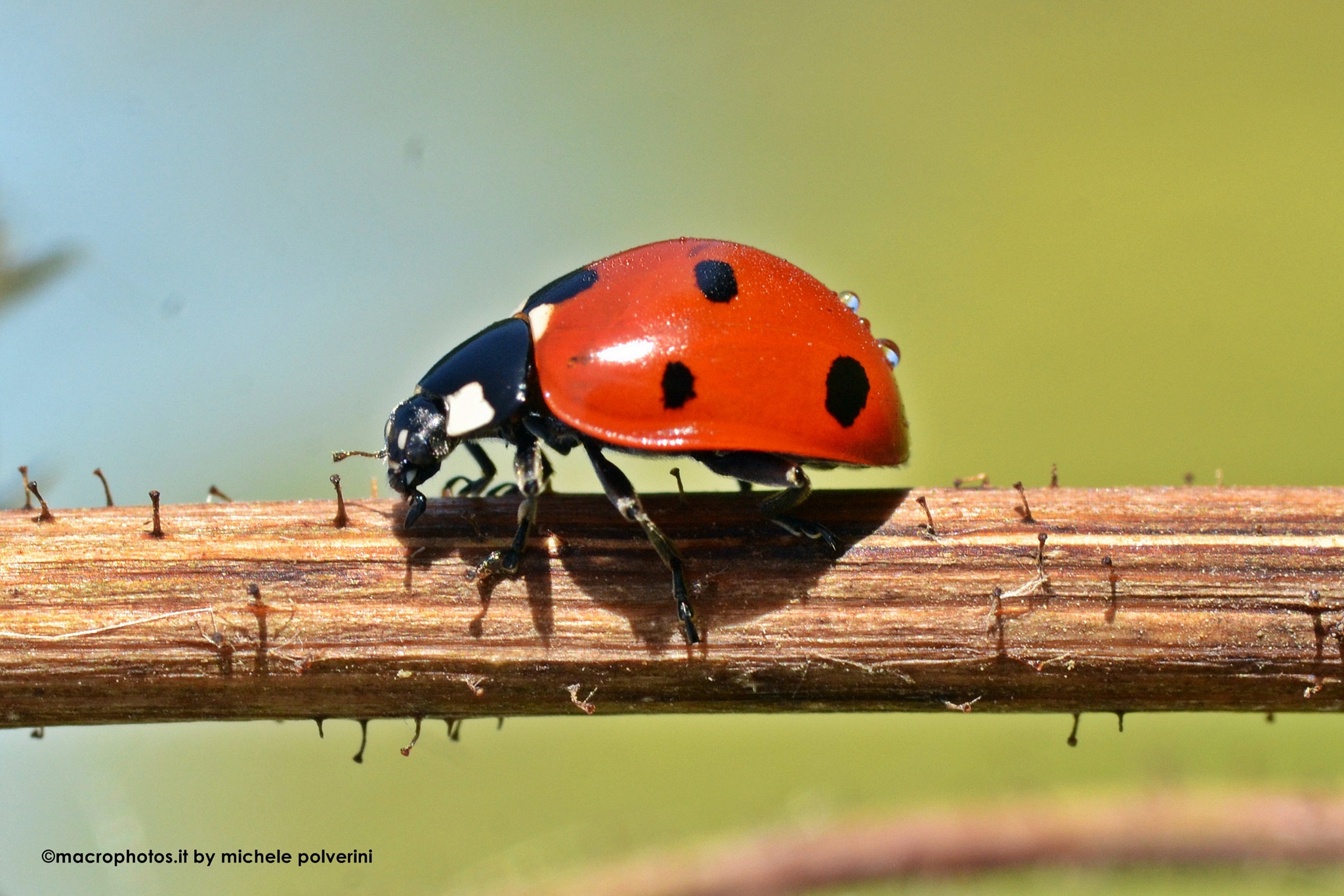 Nikon D3100 sample photo. Coccinella septempunctata magg () photography