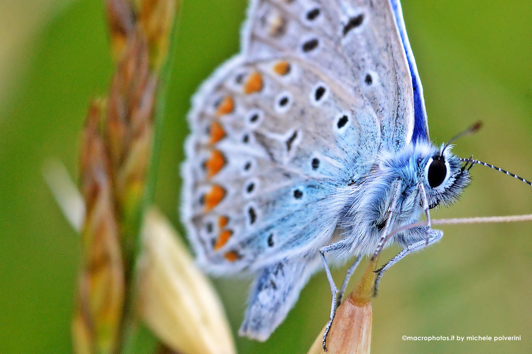 Nikon D3100 sample photo. Farfalla blu polyommatinae magg () photography