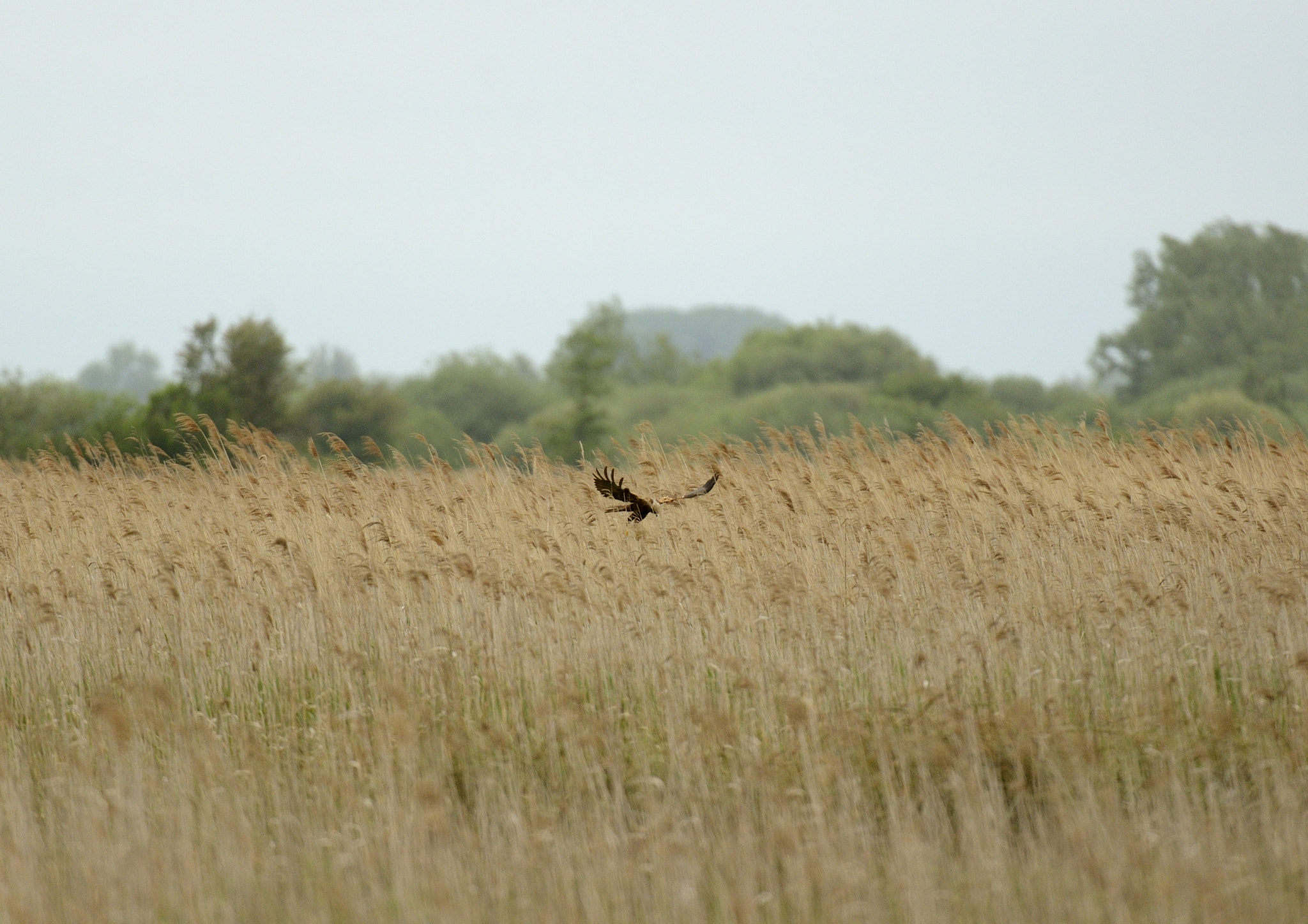 Nikon AF-S Nikkor 200-400mm F4G ED-IF VR sample photo. Marsh harrier female photography