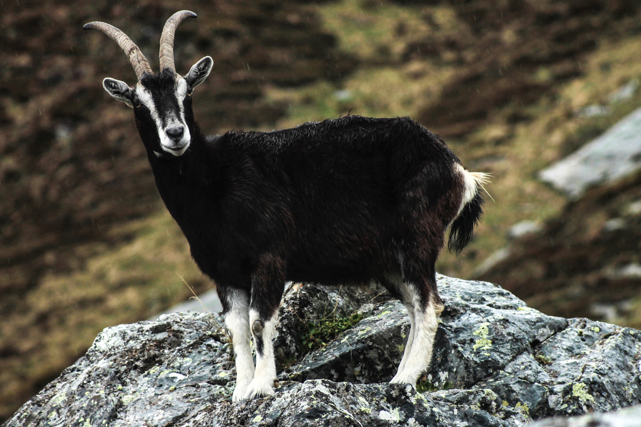 Canon EOS 1100D (EOS Rebel T3 / EOS Kiss X50) + Canon EF 80-200mm f/4.5-5.6 USM sample photo. Wild goat under rain photography