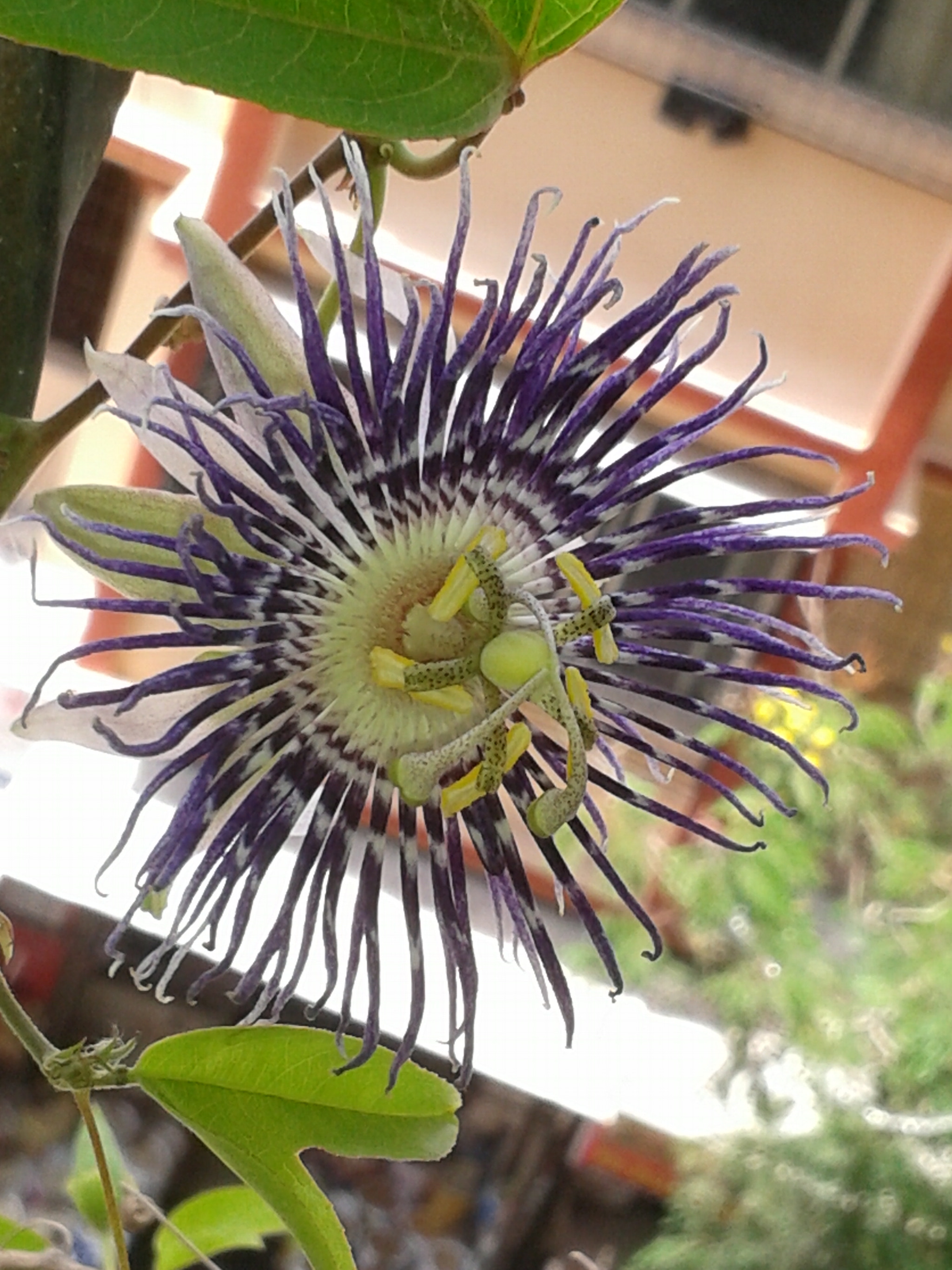 Samsung Galaxy S DUOS sample photo. Untitled photography