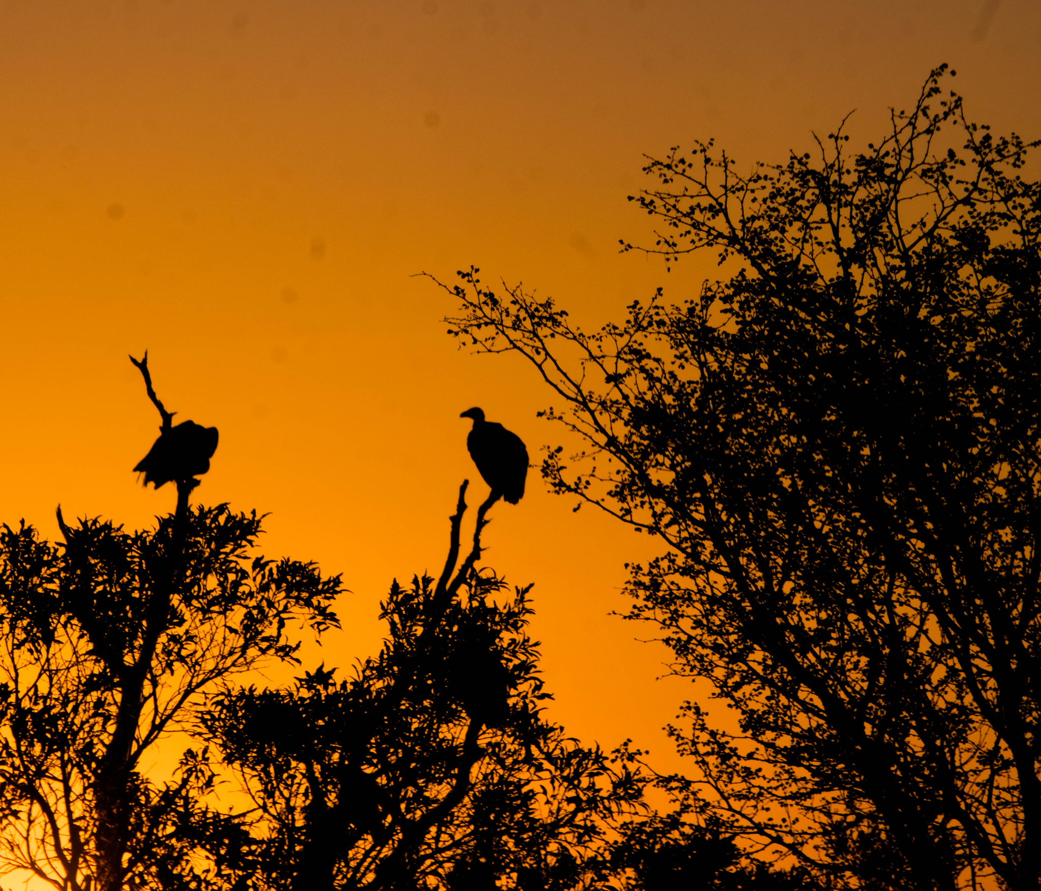 Panasonic Lumix G Vario 45-200mm F4-5.6 OIS sample photo. Vultures photography