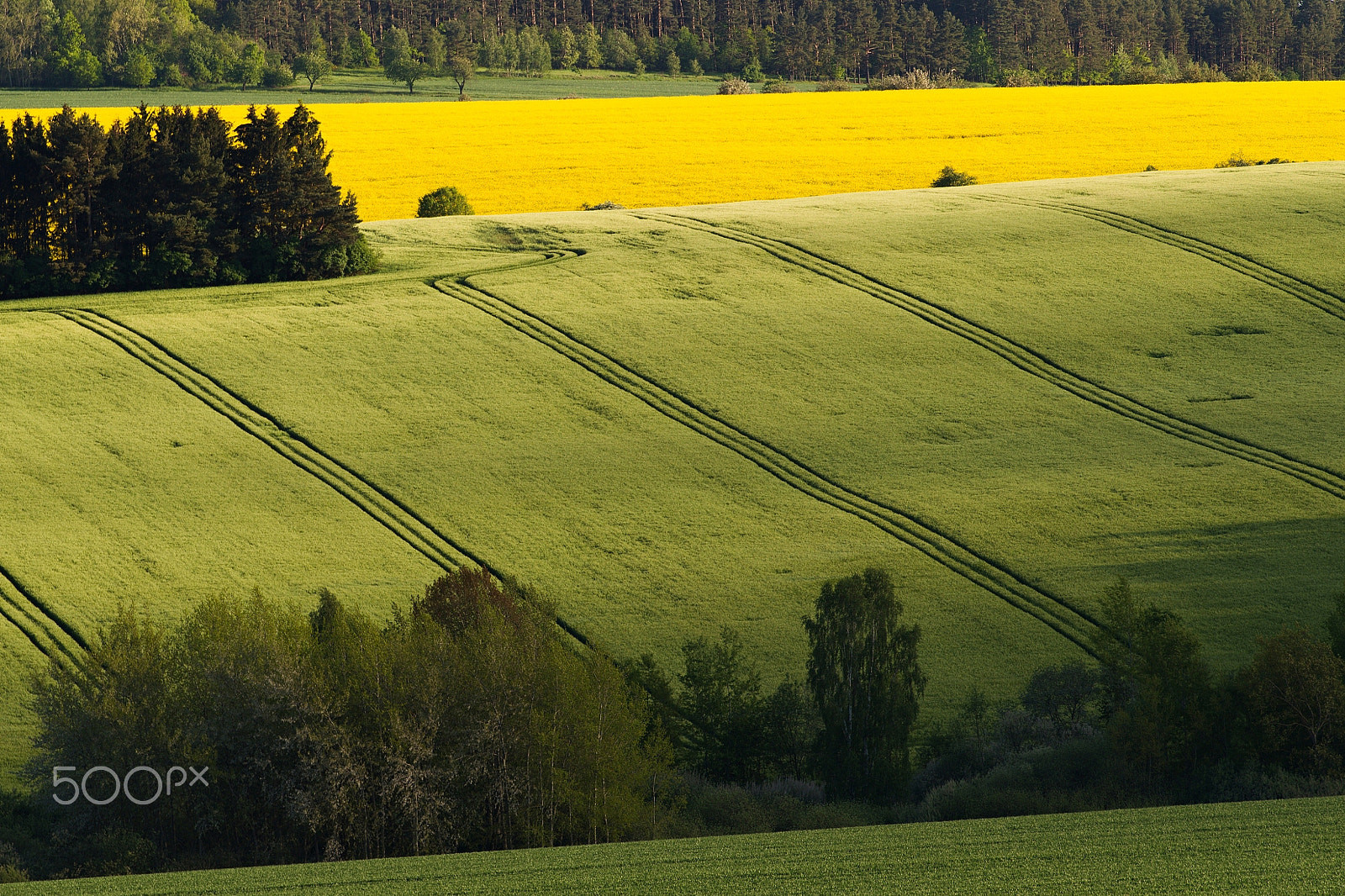 70.00 - 300.00 mm f/4.0 - 5.6 sample photo. Bohemian field ... photography