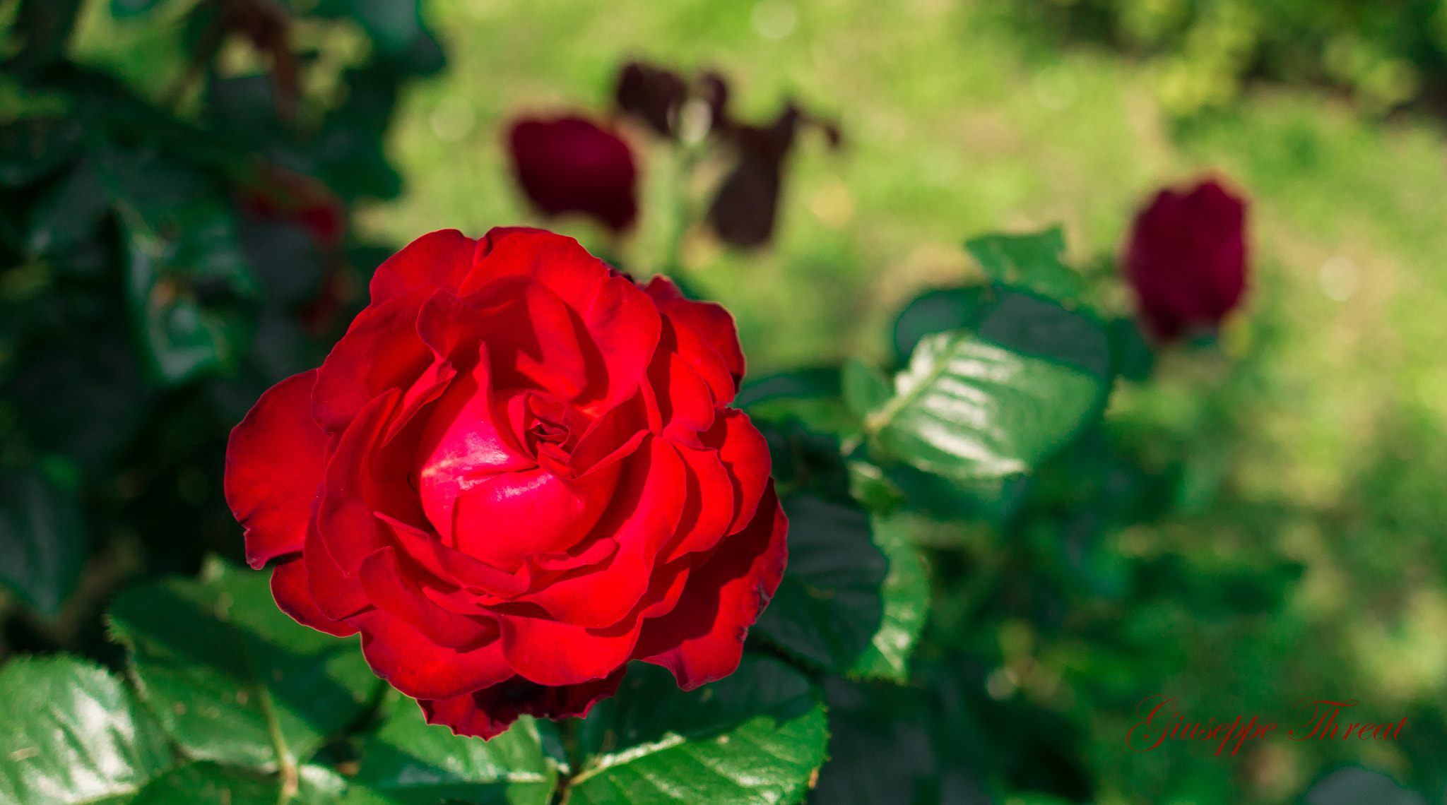 Canon EF 24mm F2.8 IS USM sample photo. Red rose photography