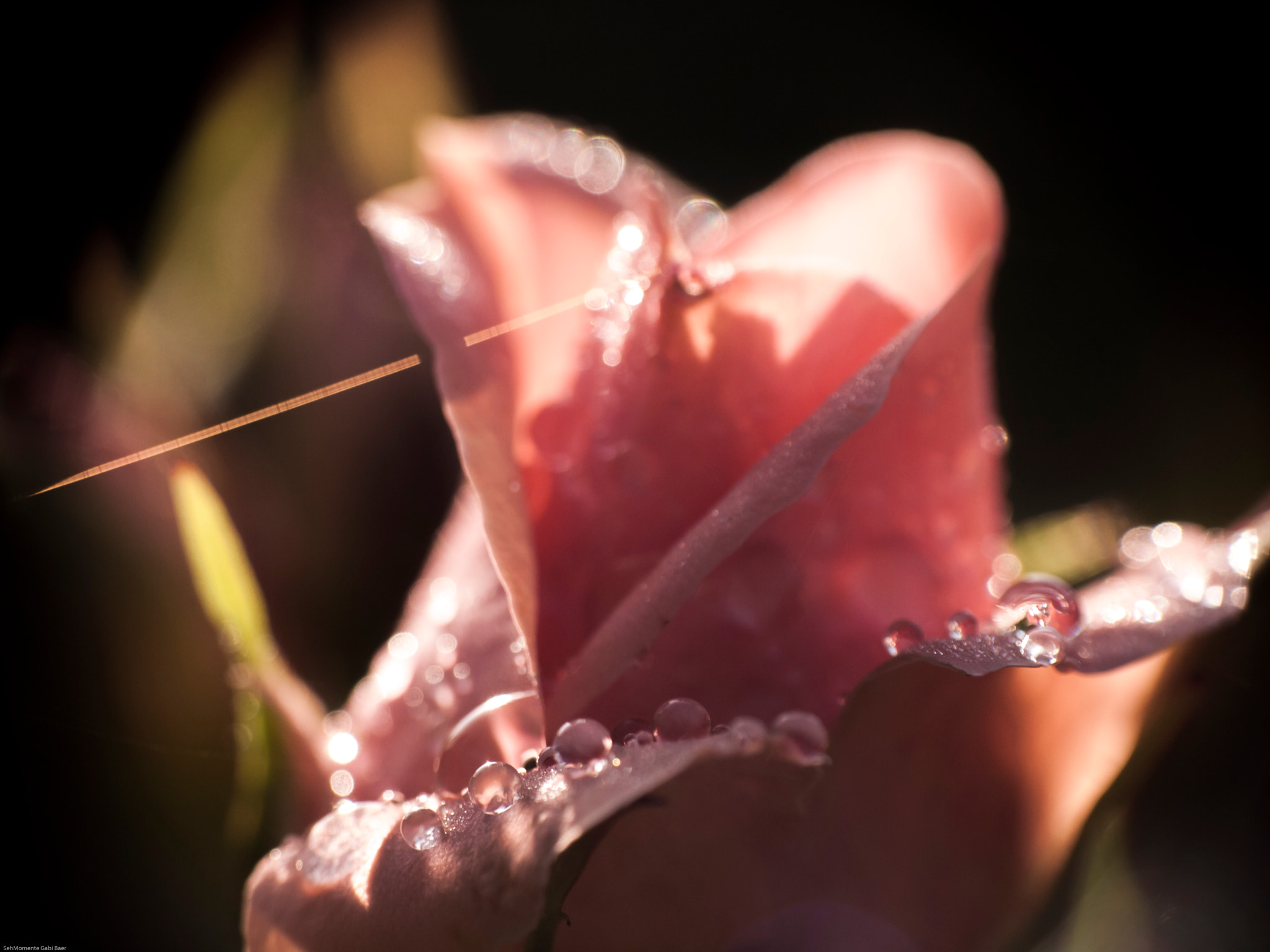 Olympus E-620 (EVOLT E-620) + OLYMPUS 14-42mm Lens sample photo. Morningfeelings photography