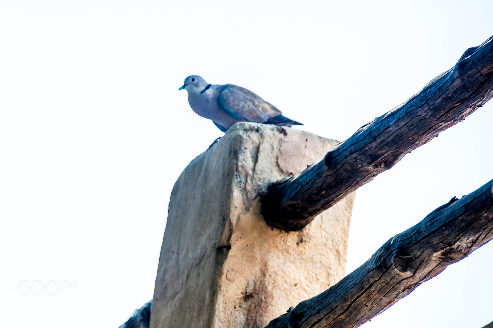 Sigma 18-200mm F3.5-6.3 II DC OS HSM sample photo. Resting bird photography