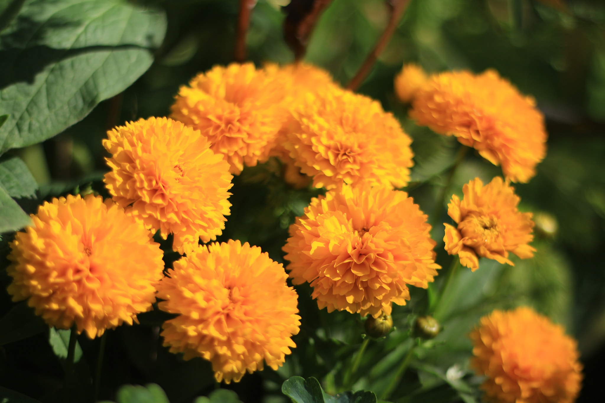 Canon EOS M + Canon EF 50mm F1.8 STM sample photo. Flowers photography