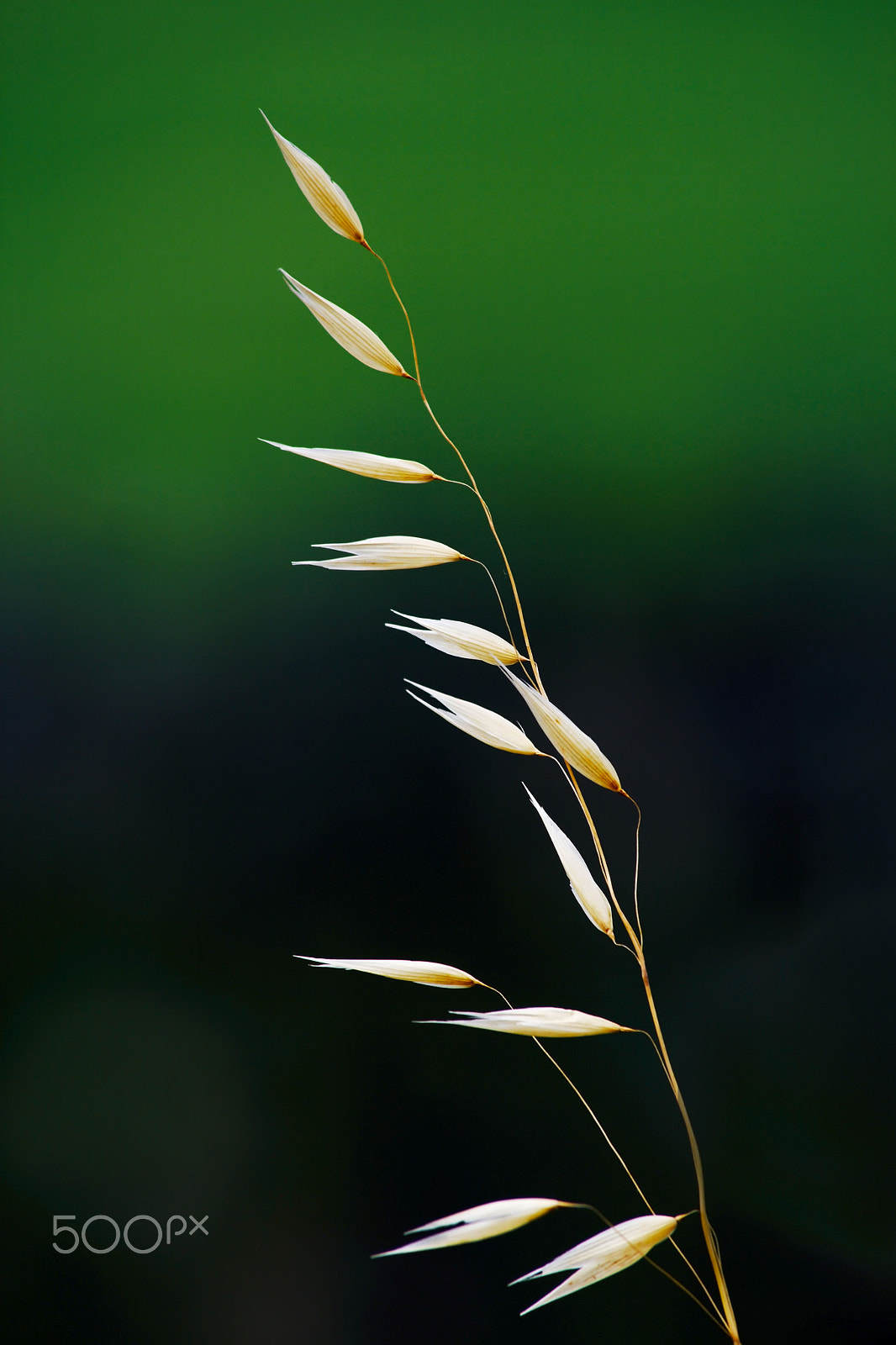 Canon EF 70-300mm F4-5.6 IS USM sample photo. Minimal (02734) photography