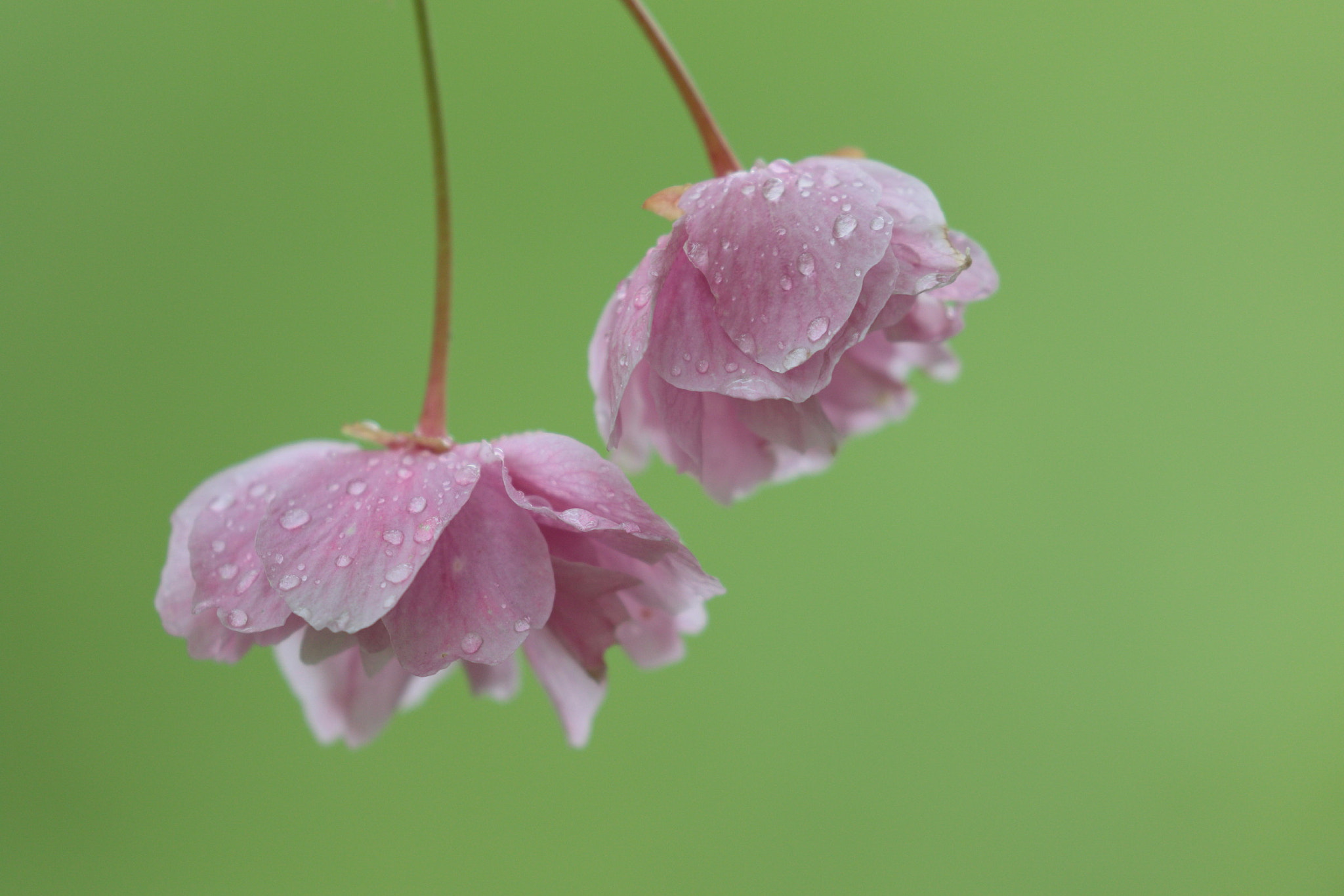 Canon EF 100-400mm F4.5-5.6L IS II USM sample photo. Sakura will be gone photography