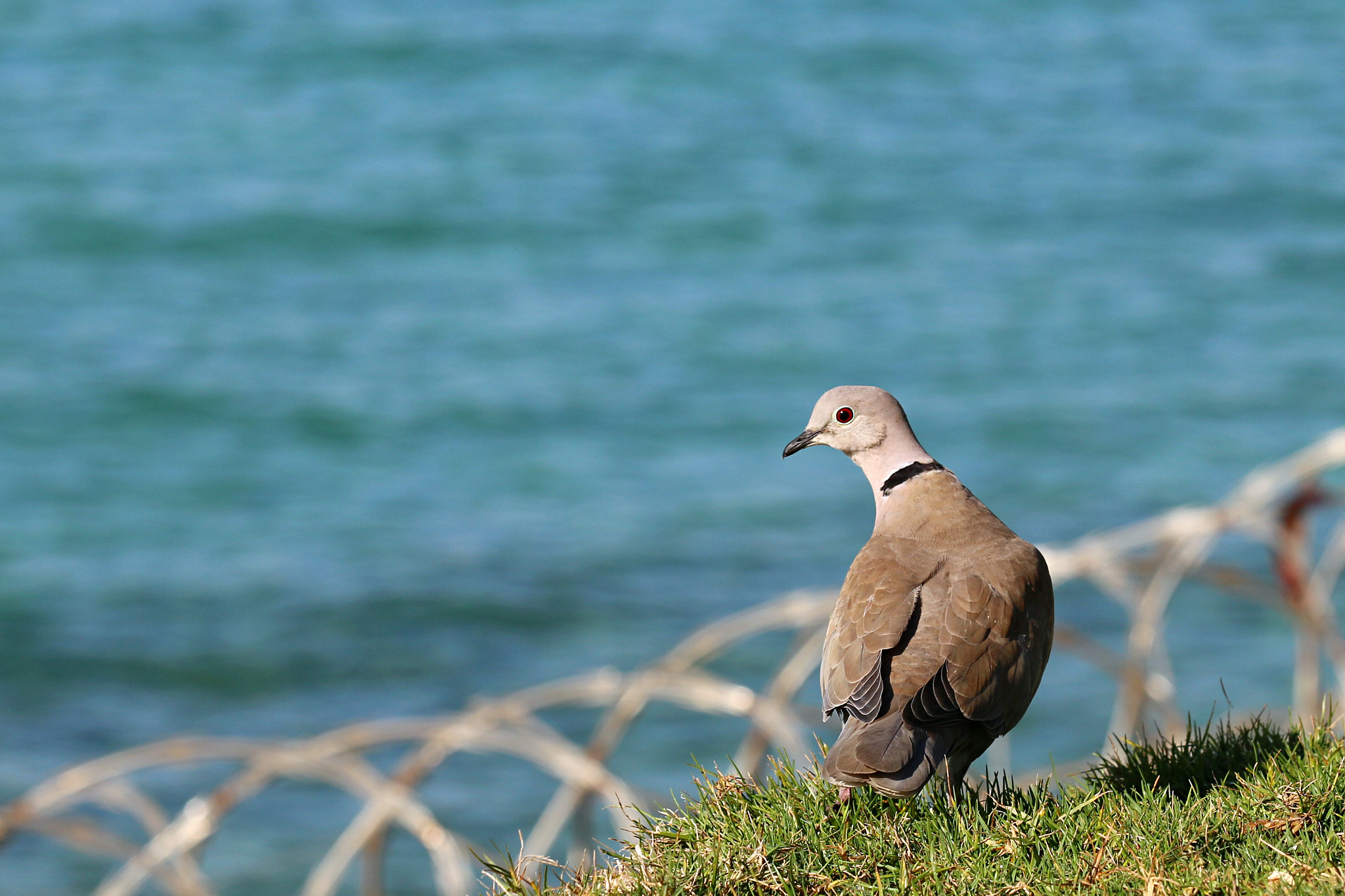Canon EOS 70D + Canon EF 70-200mm F2.8L IS II USM sample photo. A dove photography