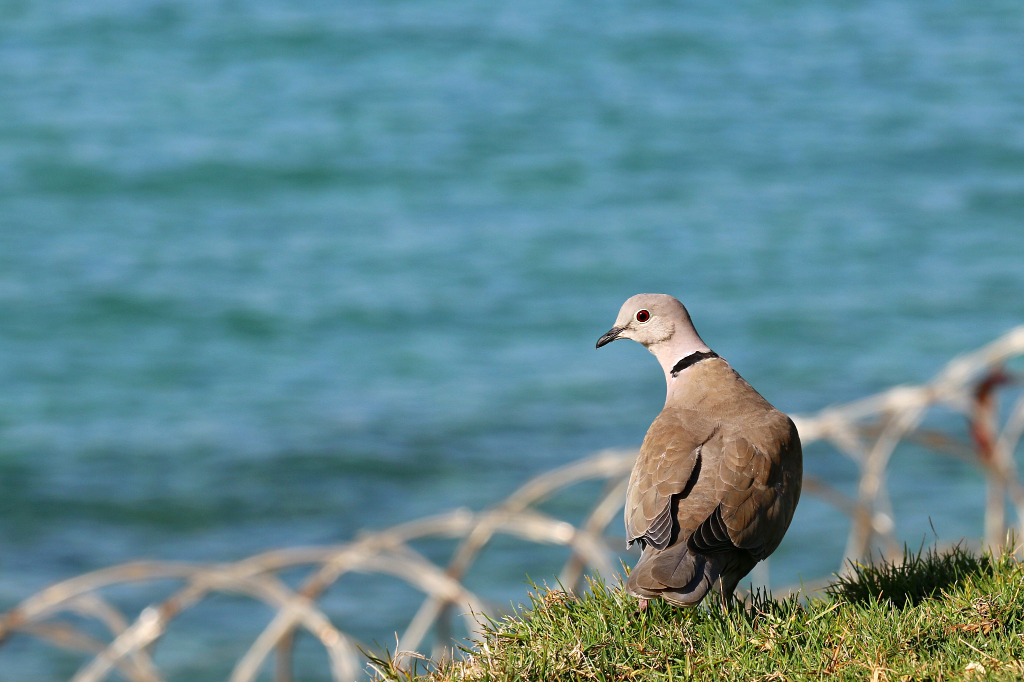 Canon EF 70-200mm F2.8L IS II USM sample photo. A dove photography