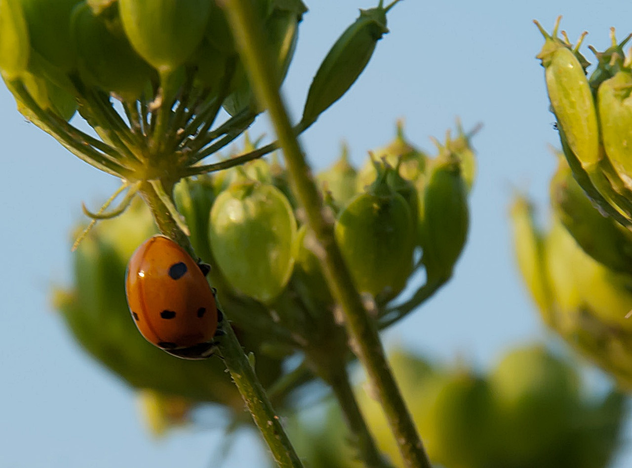 Sony Alpha DSLR-A300 + DT 18-270mm F3.5-6.3 SSM sample photo. Siedmiokropka photography