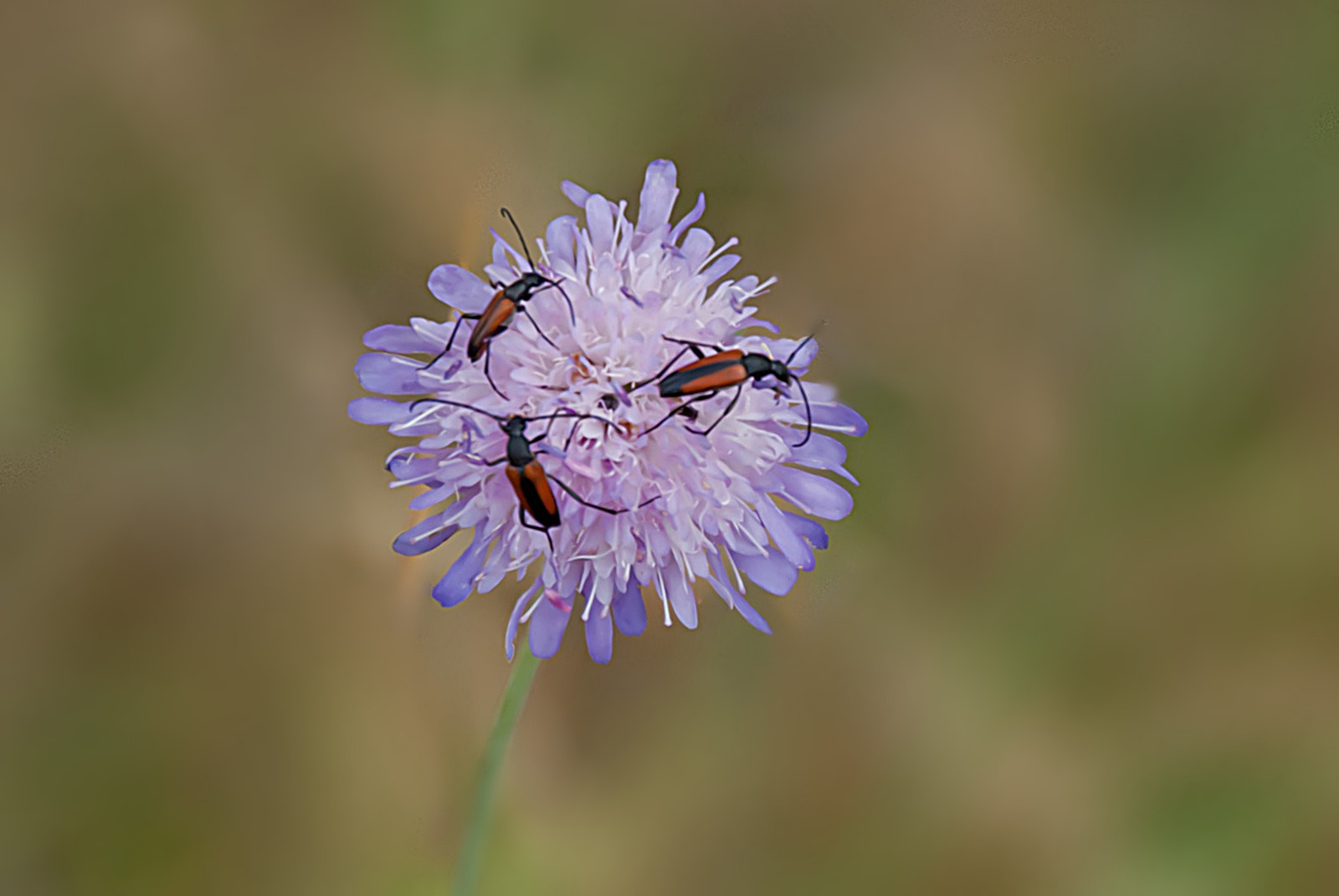 Sony Alpha DSLR-A300 + DT 18-270mm F3.5-6.3 SSM sample photo. Strangalia przepasana z kózkowatych  (stenurella bifasciata) photography