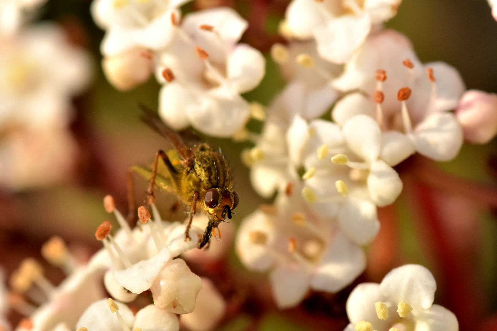 Nikon D7200 + Sigma 105mm F2.8 EX DG Macro sample photo. Böcek photography