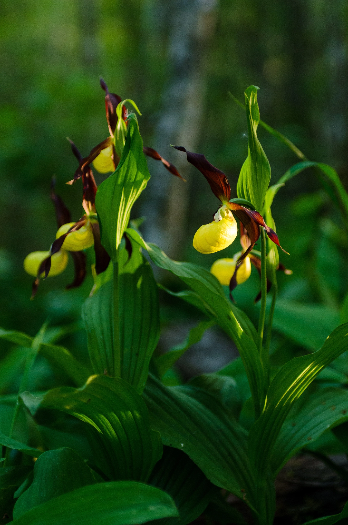 Nikon D7000 + Sigma 24-70mm F2.8 EX DG Macro sample photo. Golden shoes photography