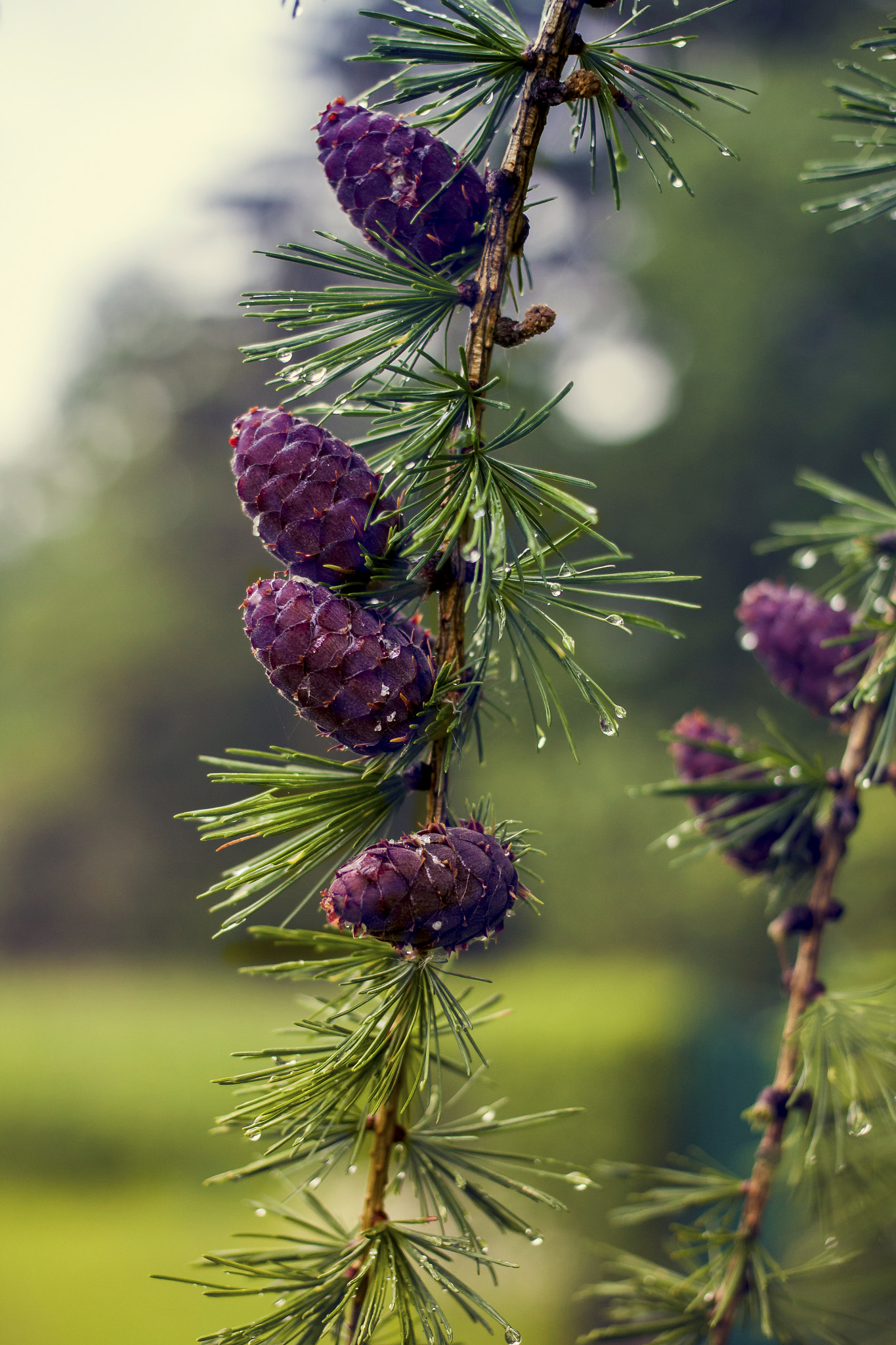 Canon EOS 500D (EOS Rebel T1i / EOS Kiss X3) + Canon EF 40mm F2.8 STM sample photo. Larch cones in the rain photography