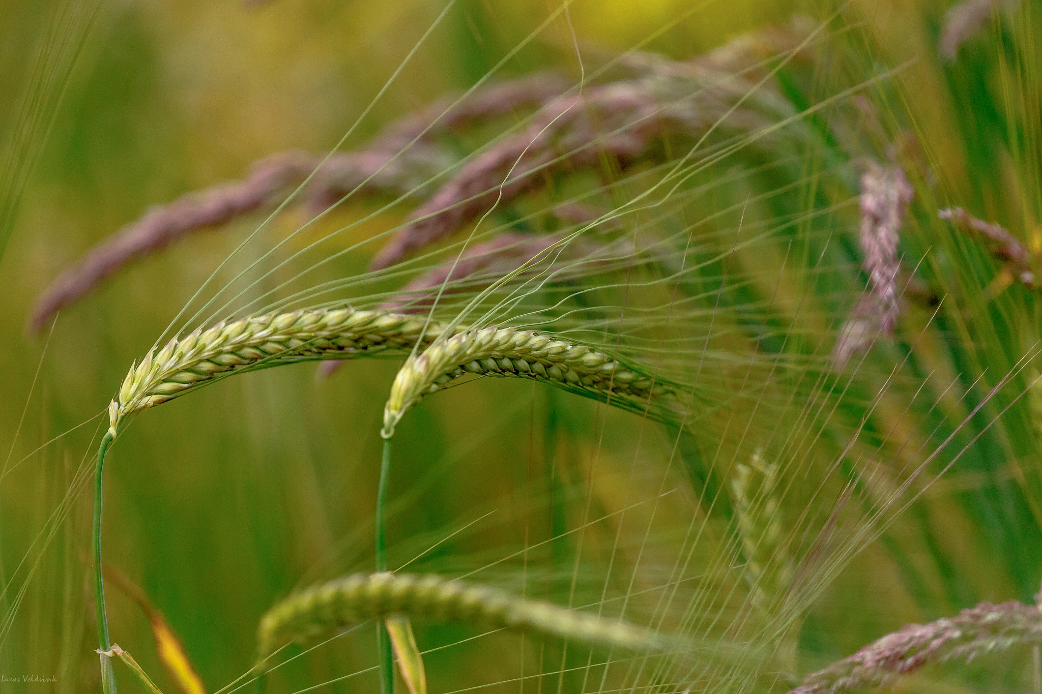 Canon EF 100-400mm F4.5-5.6L IS II USM sample photo. Lente in wei photography