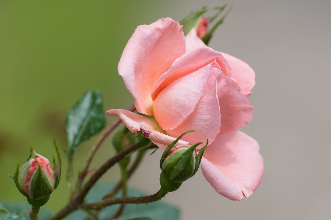 Canon EOS-1D Mark III + Tamron SP 70-300mm F4-5.6 Di VC USD sample photo. Rose photography