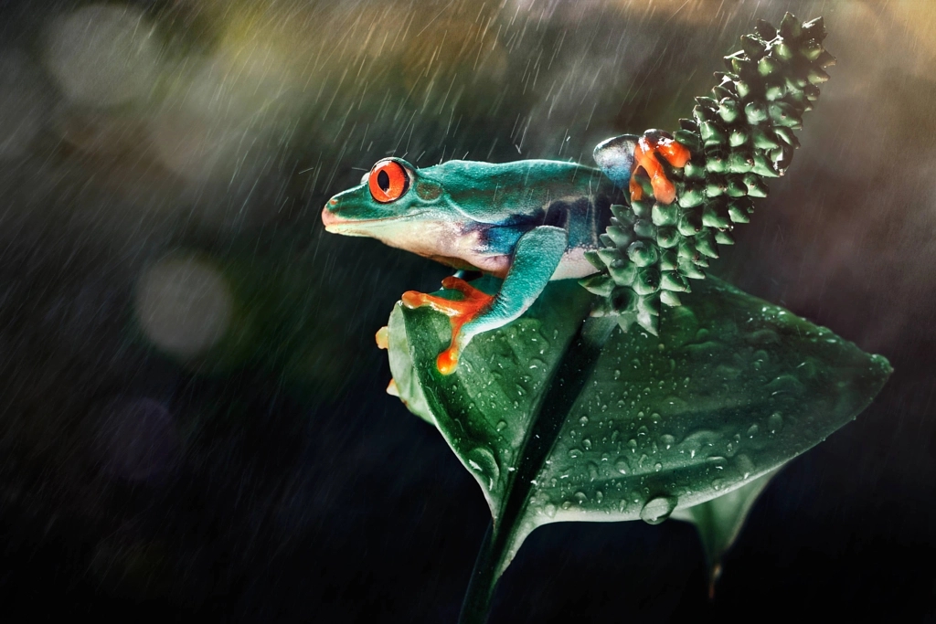 amazon frog by Ivan Lee on 500px.com