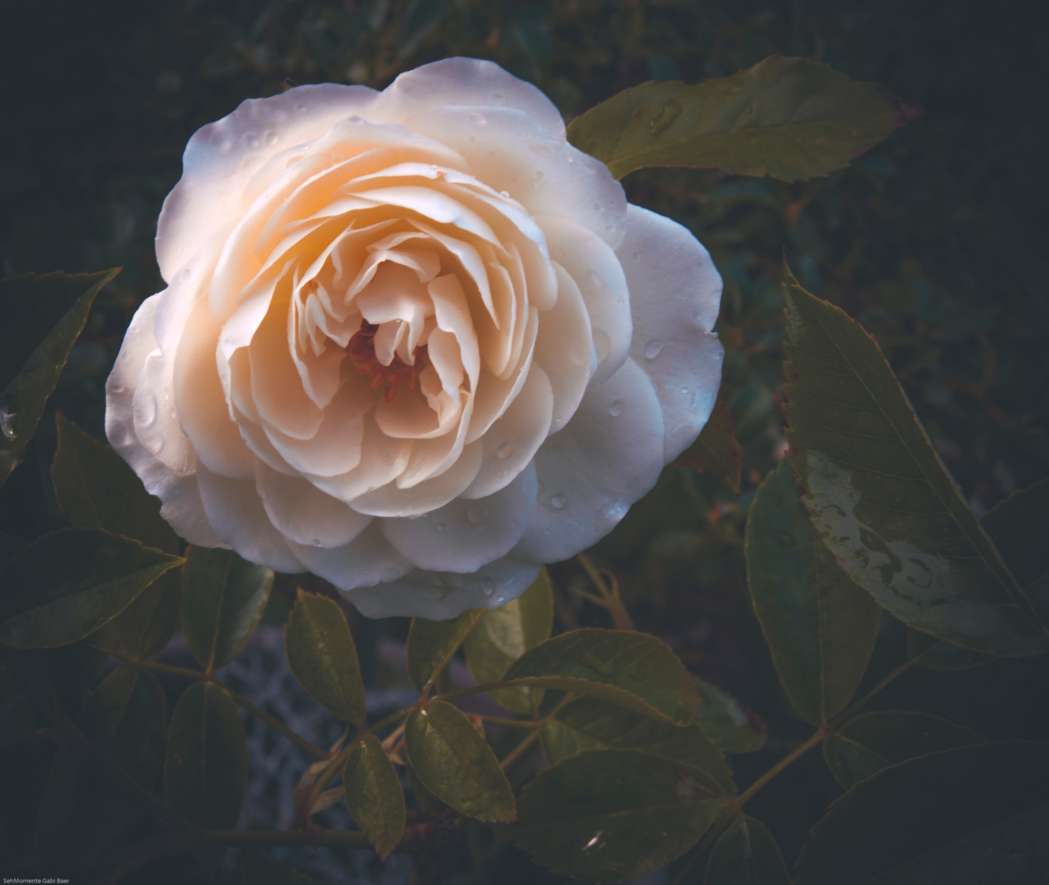Olympus E-620 (EVOLT E-620) sample photo. White rose photography