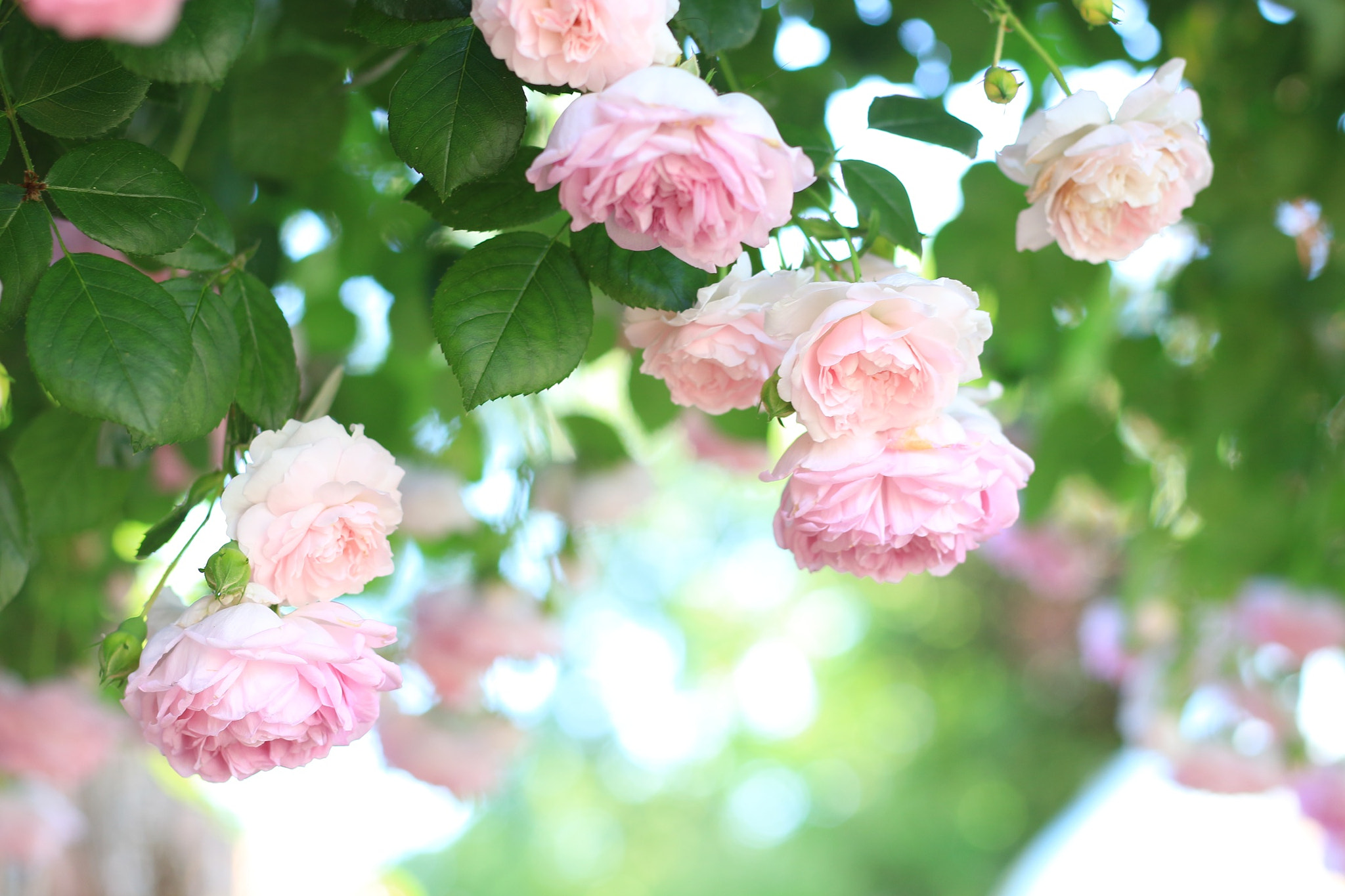 Canon EOS M sample photo. Pink roses photography