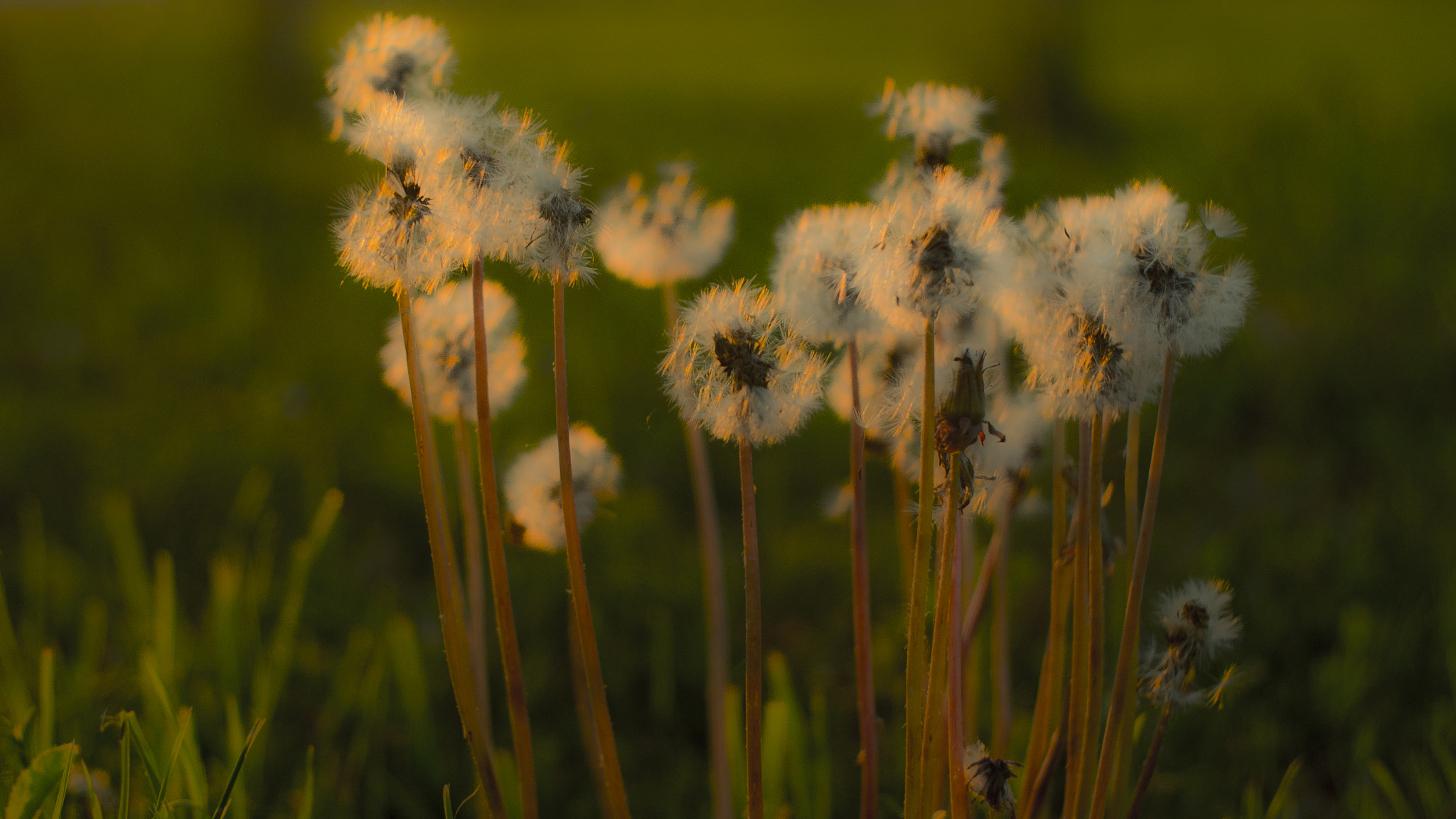 Canon EF 50mm F1.8 II sample photo. Dandelion photography