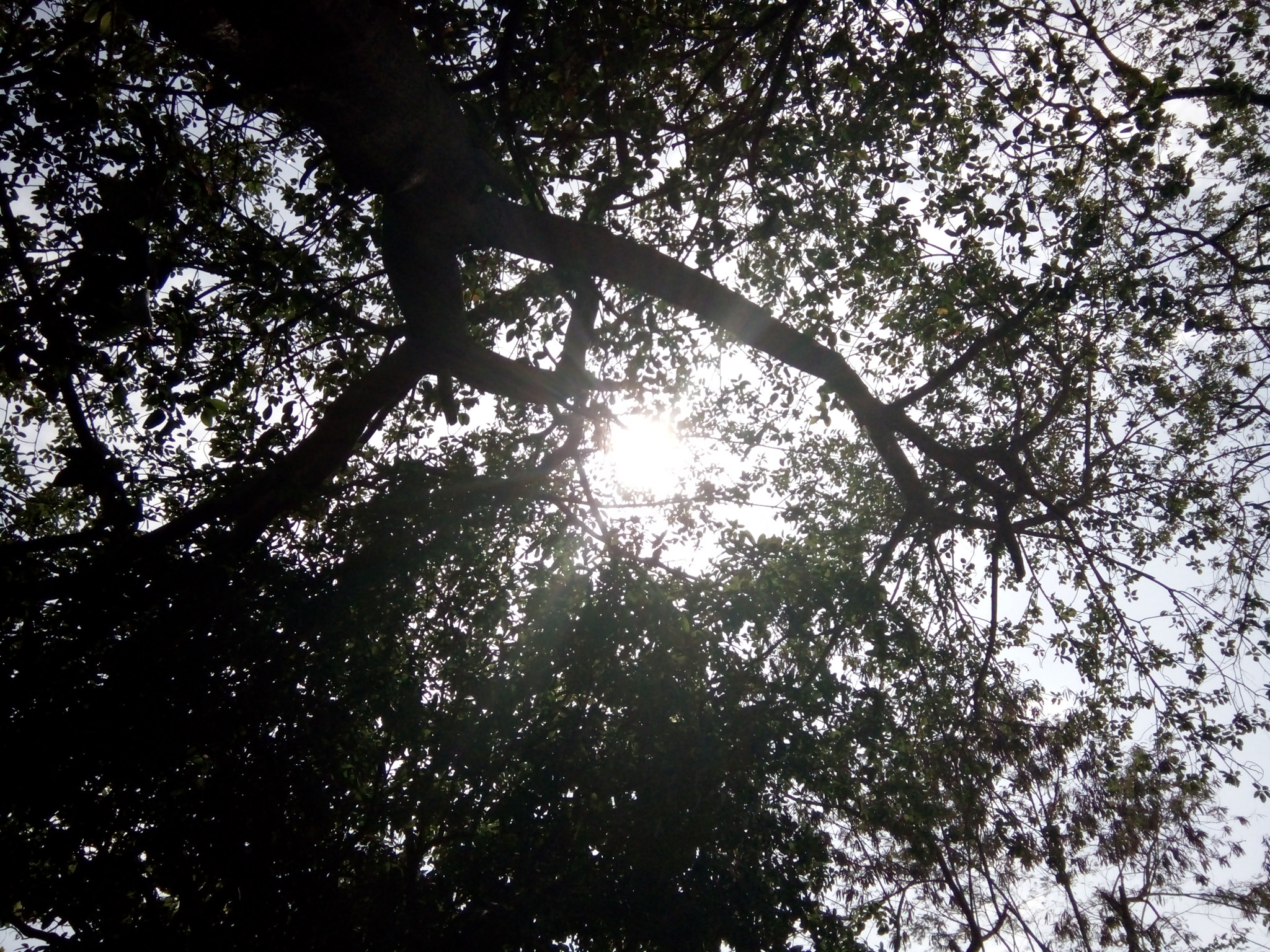 OPPO 1201 sample photo. Sun peeping from tree. photography