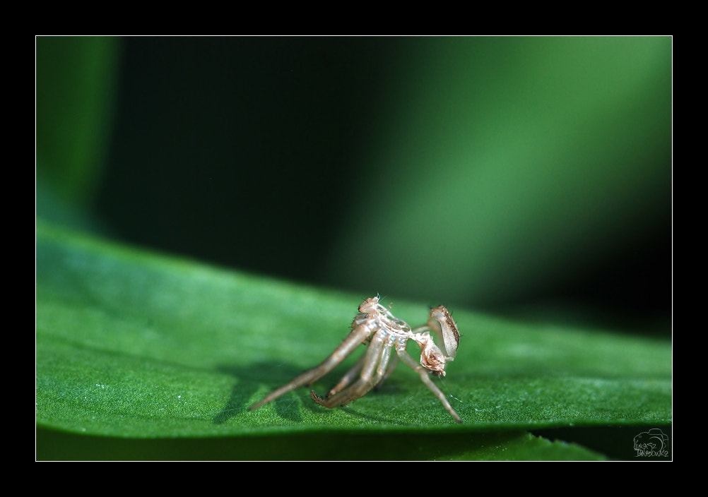 Sigma 150mm F2.8 EX DG Macro HSM sample photo. When the spider comes out of himself photography