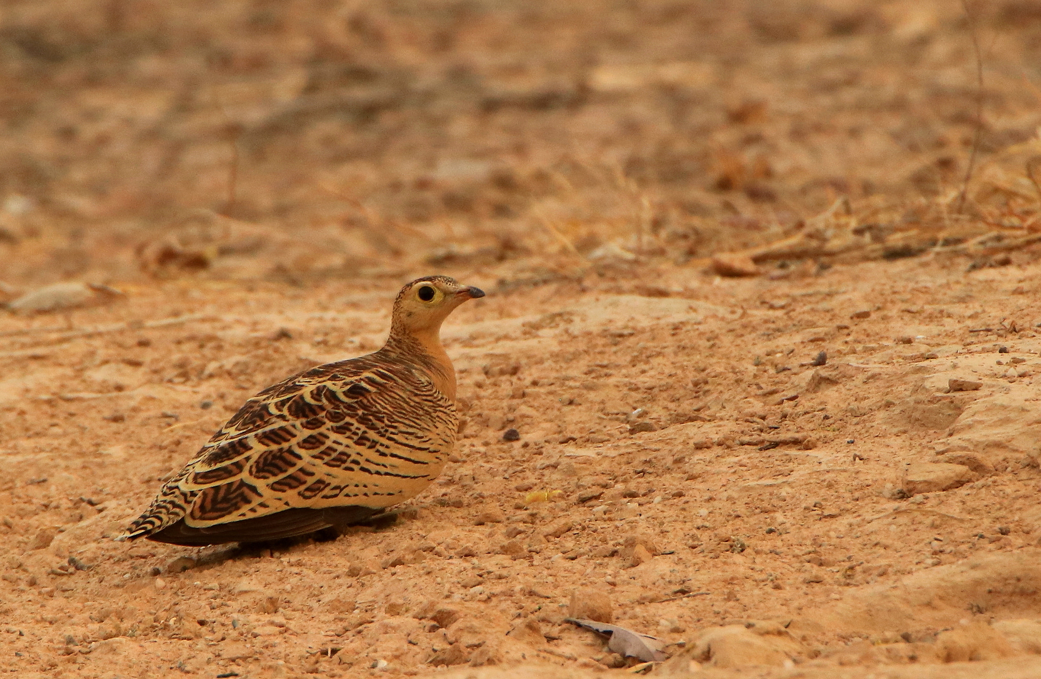 Tamron SP 150-600mm F5-6.3 Di VC USD sample photo. Four banded sandgrouse photography