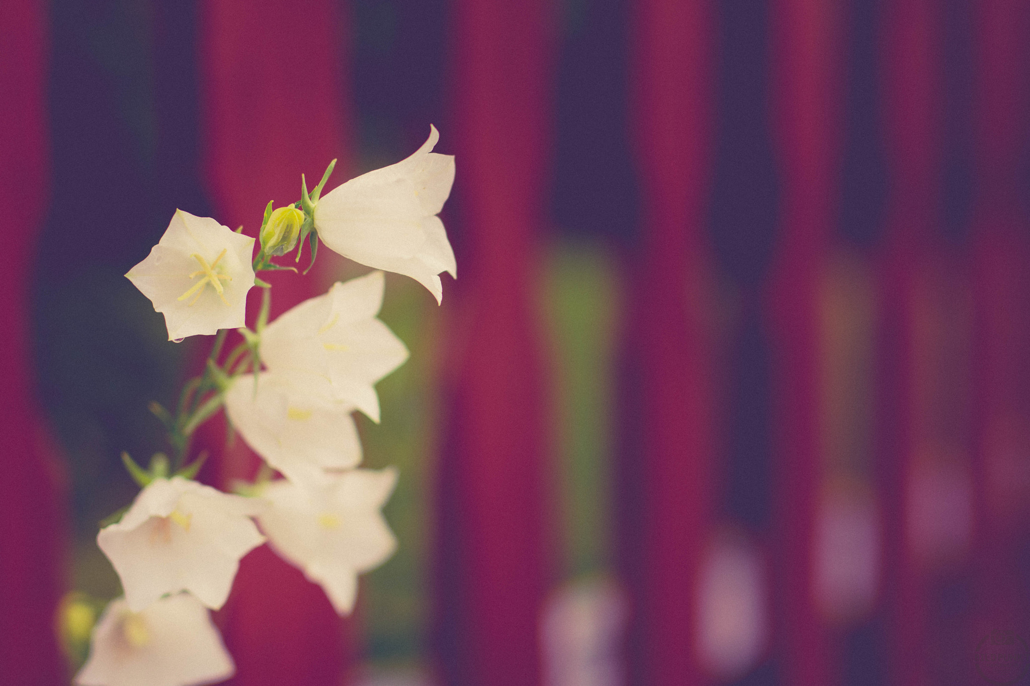 Nikon D7200 + Sigma 50mm F1.4 DG HSM Art sample photo. Somwhere... photography