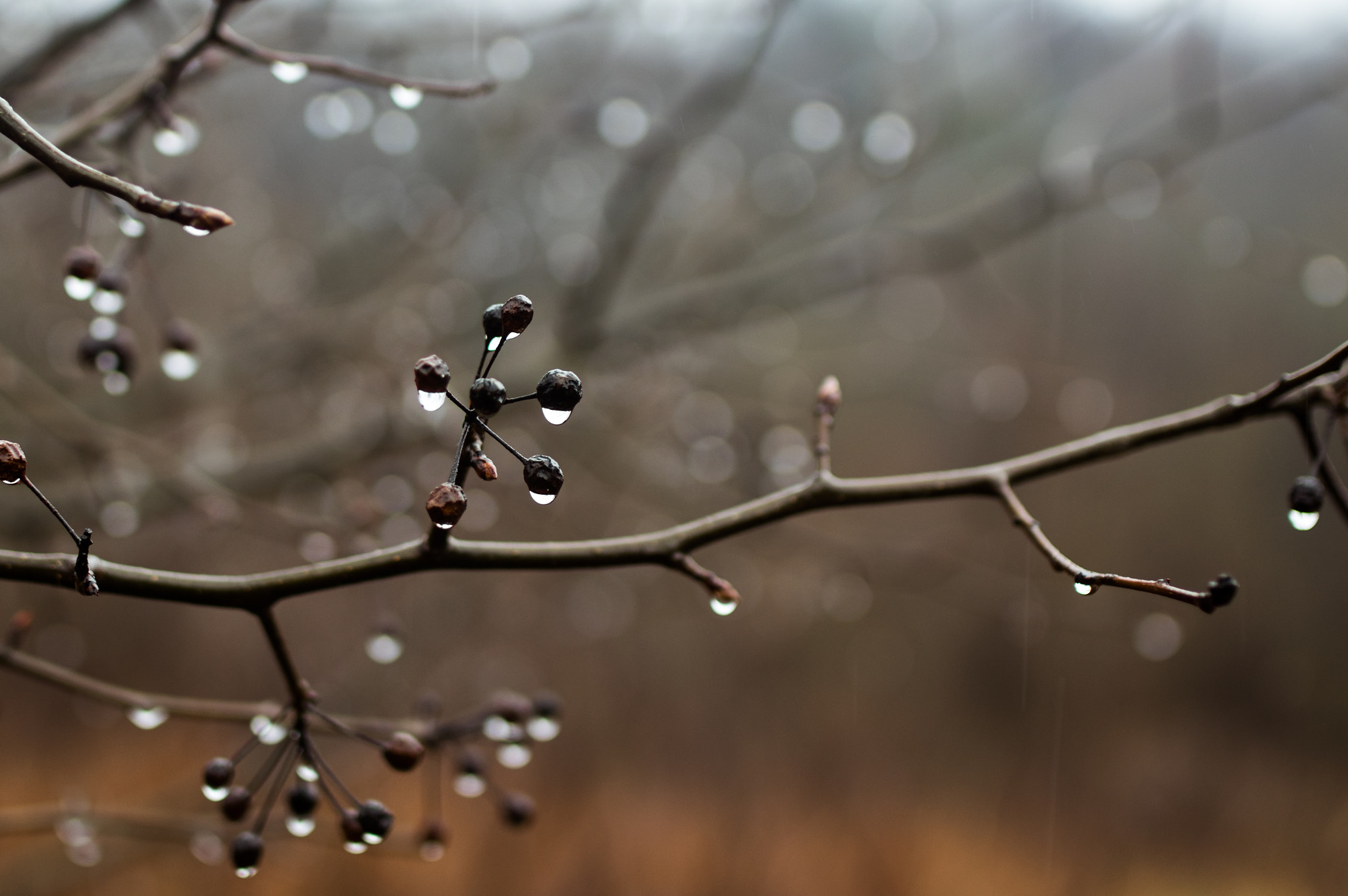 Pentax K-3 sample photo. Rainy thursday photography