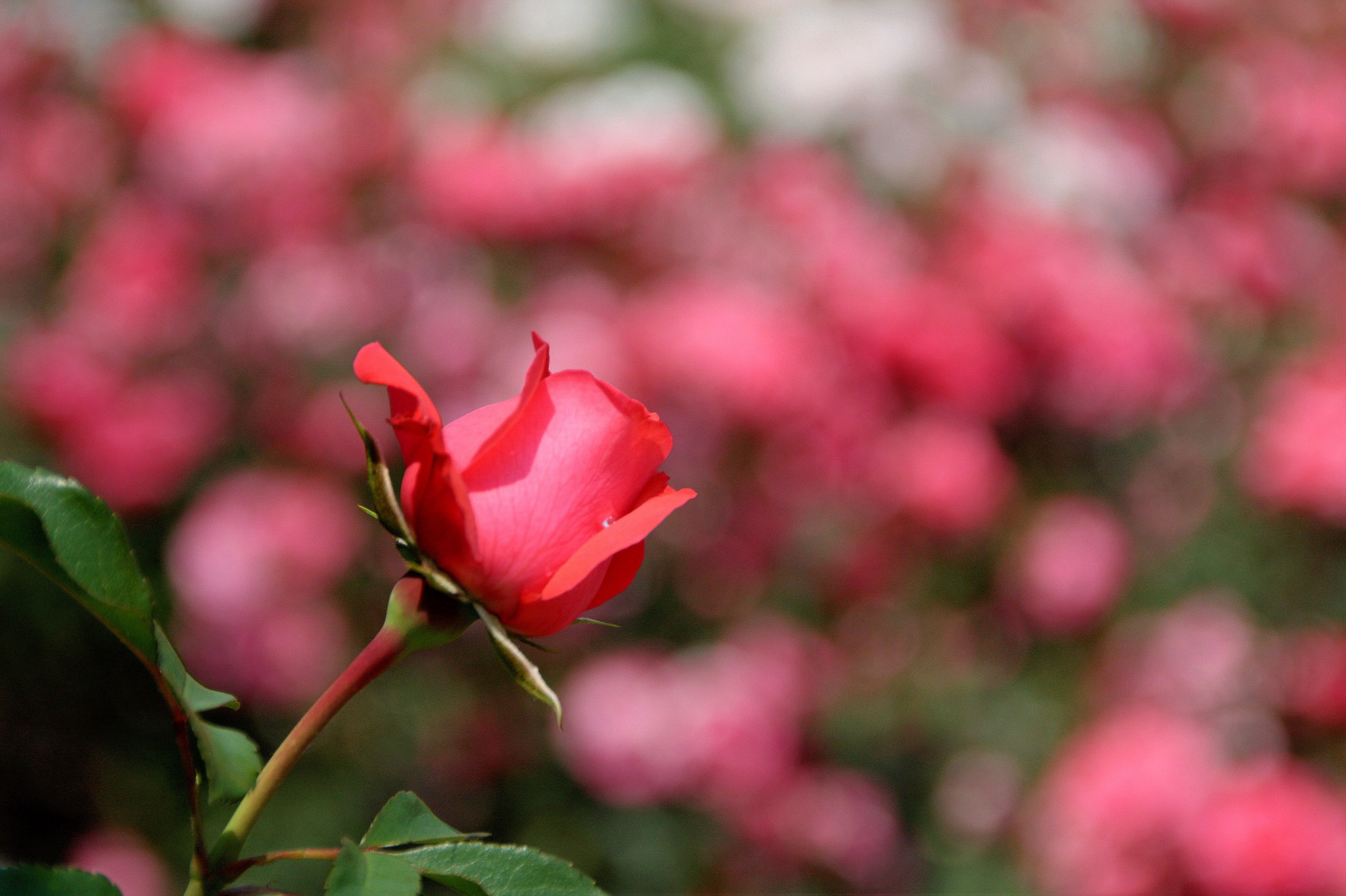 Sigma 18-250mm F3.5-6.3 DC OS HSM sample photo. 곡성 세계장미축제 photography