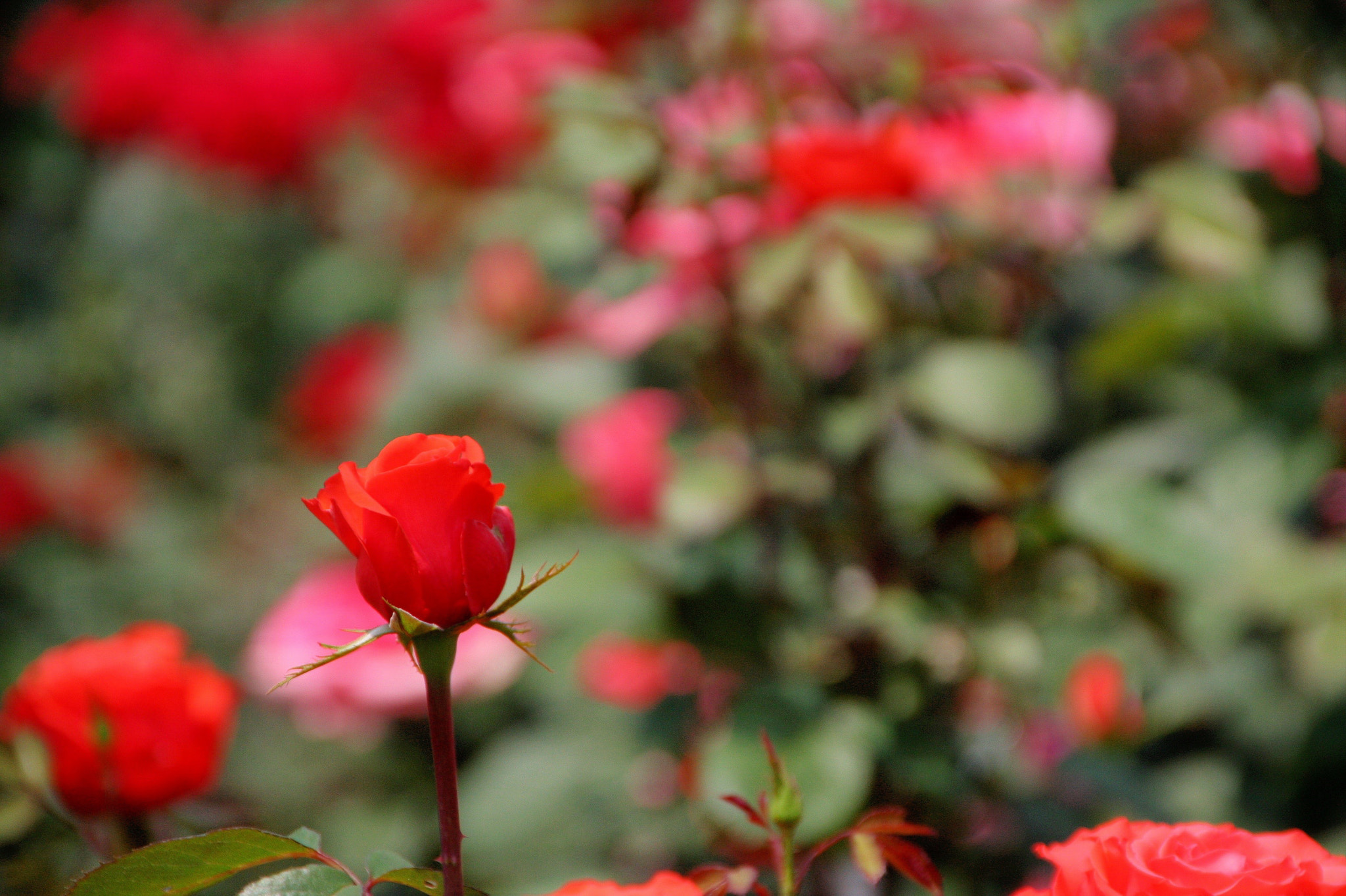 Sigma 18-250mm F3.5-6.3 DC OS HSM sample photo. 곡성 세계장미축제 photography
