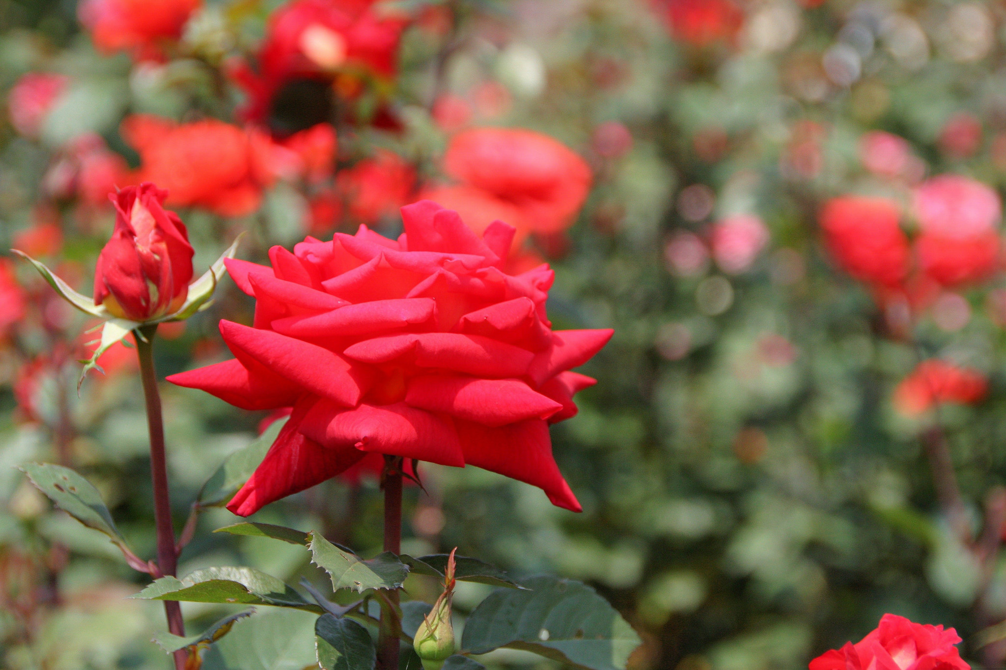 Sigma 18-250mm F3.5-6.3 DC OS HSM sample photo. 곡성 세계장미축제 photography
