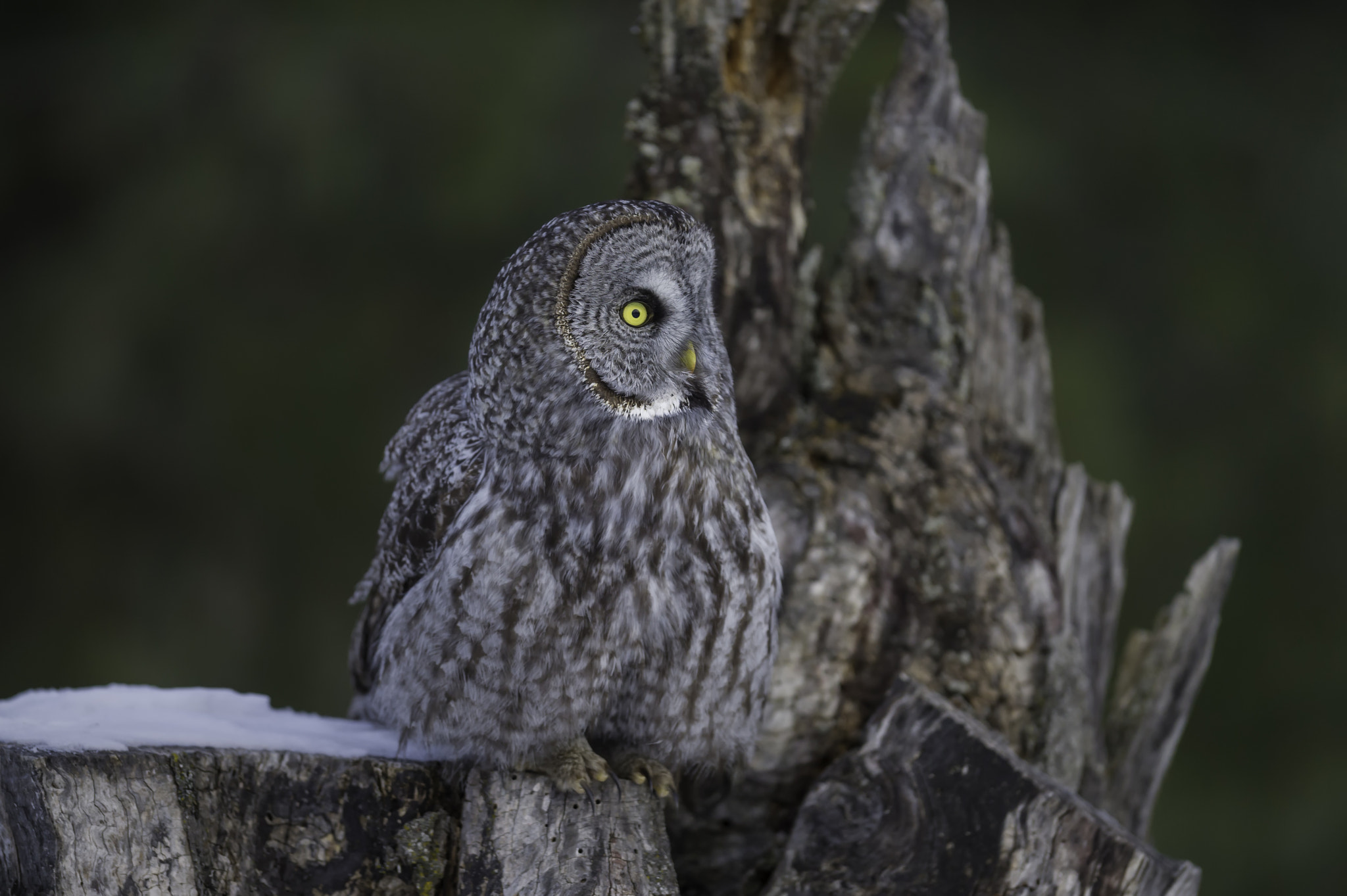 Nikon AF-S Nikkor 400mm F2.8G ED VR II sample photo. The owl and his perch... photography