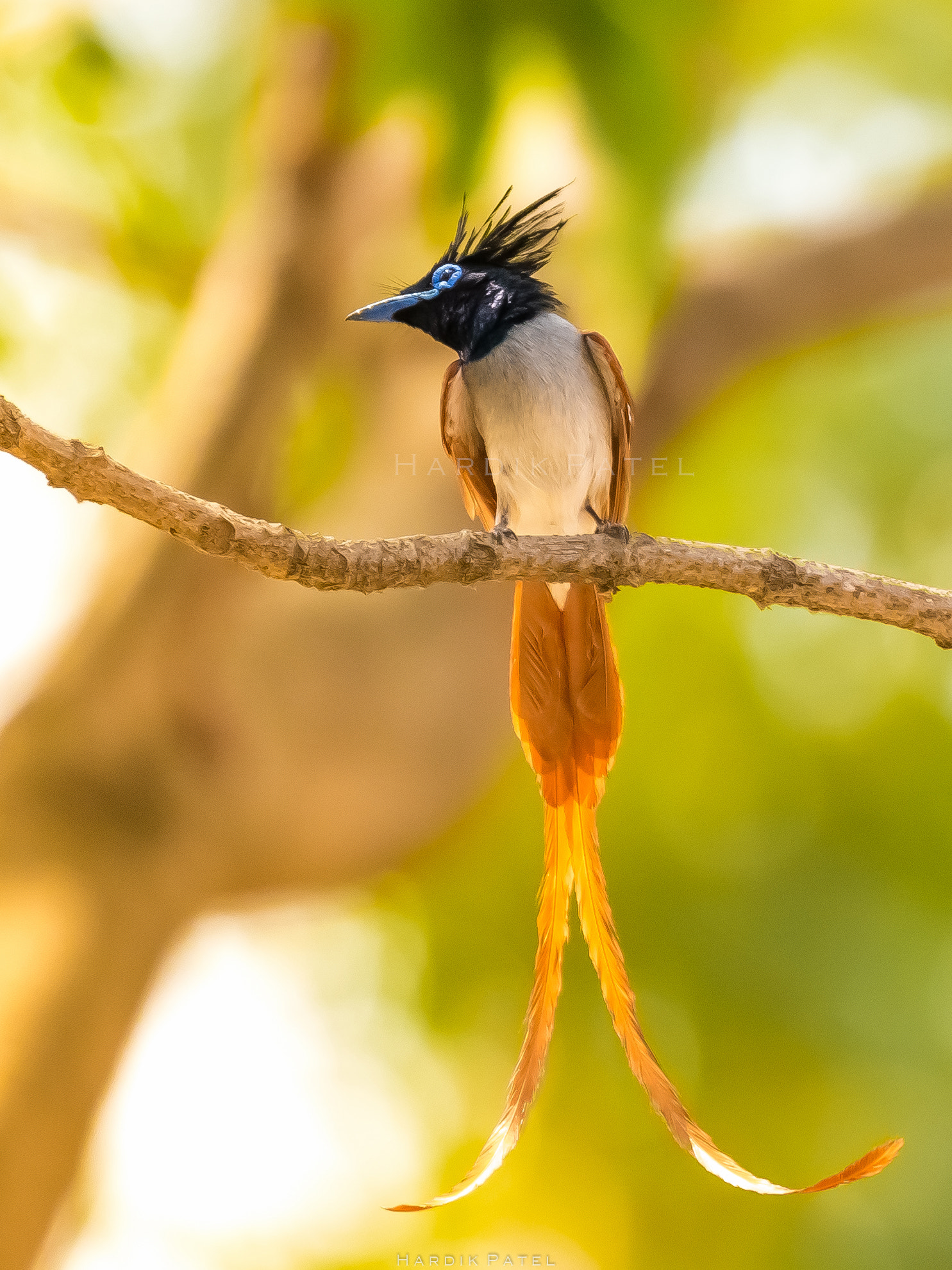 Nikon D5 sample photo. Bird of paradise photography