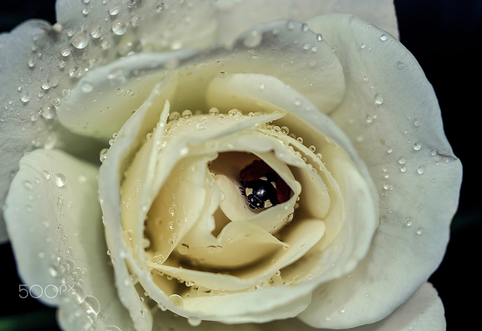 Canon EF-S 60mm F2.8 Macro USM sample photo. A safe place photography