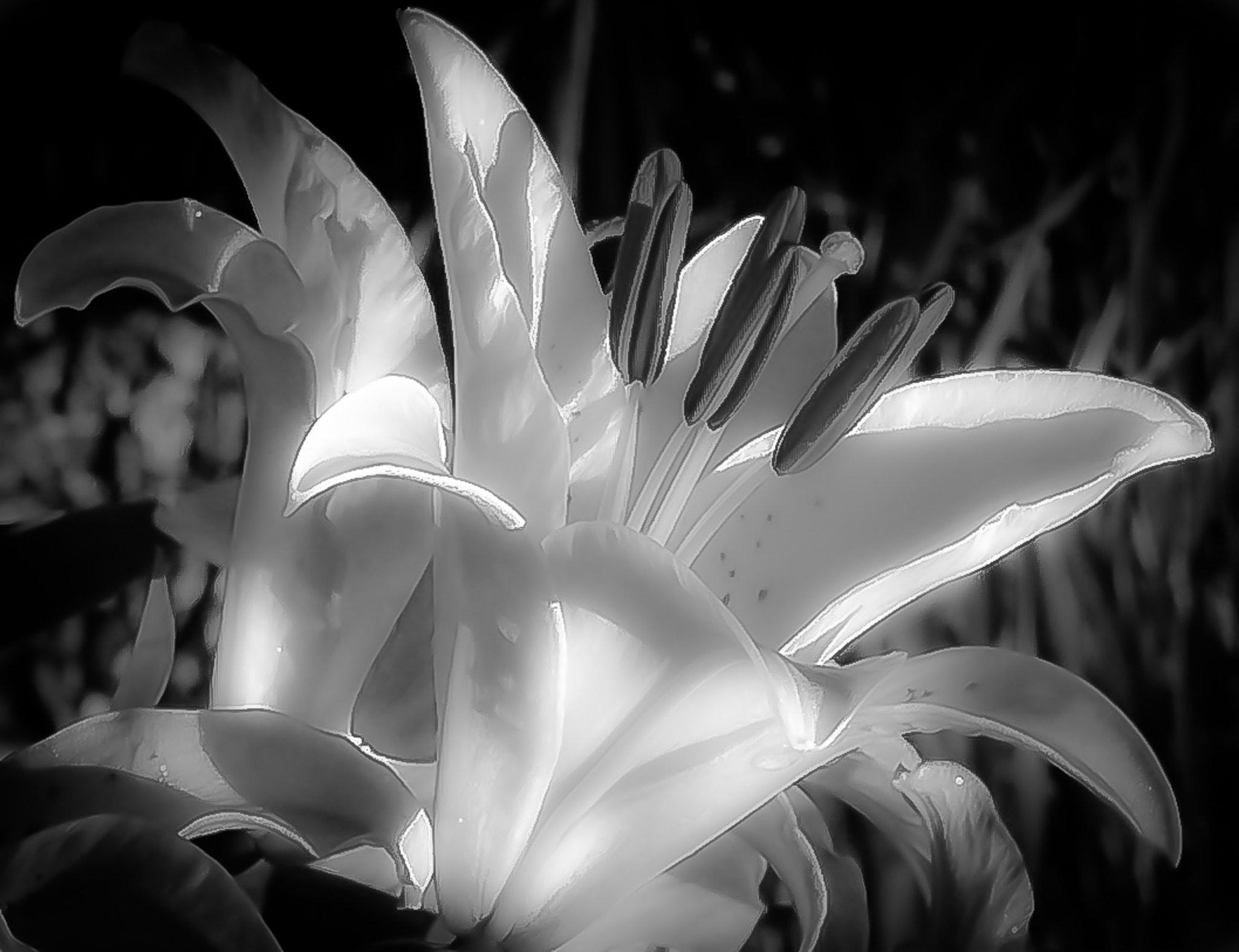 Olympus C720UZ sample photo. Lily in b & w photography