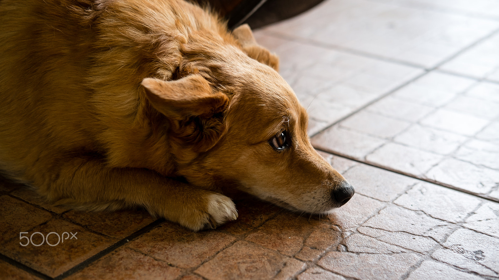 Fujifilm X-E1 + Fujifilm XF 35mm F2 R WR sample photo. Sad dog photography