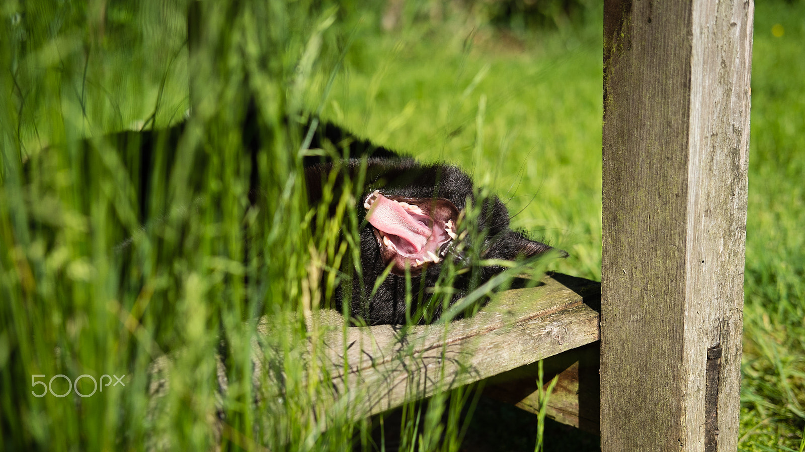 Fujifilm X-E1 + Fujifilm XF 35mm F2 R WR sample photo. Yawning cat photography