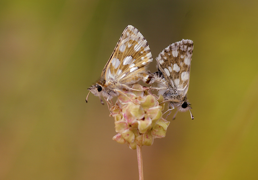 Pentax K20D + smc PENTAX-FA Macro 100mm F2.8 sample photo. Love time photography