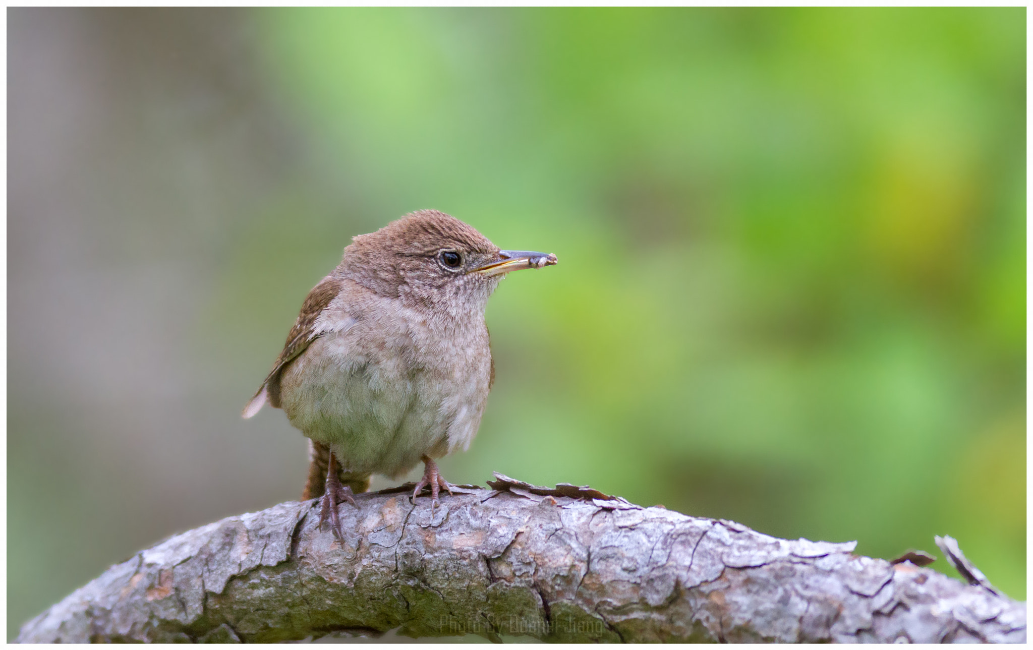 Canon EOS 7D + Canon EF 600mm f/4L IS sample photo. Wren photography