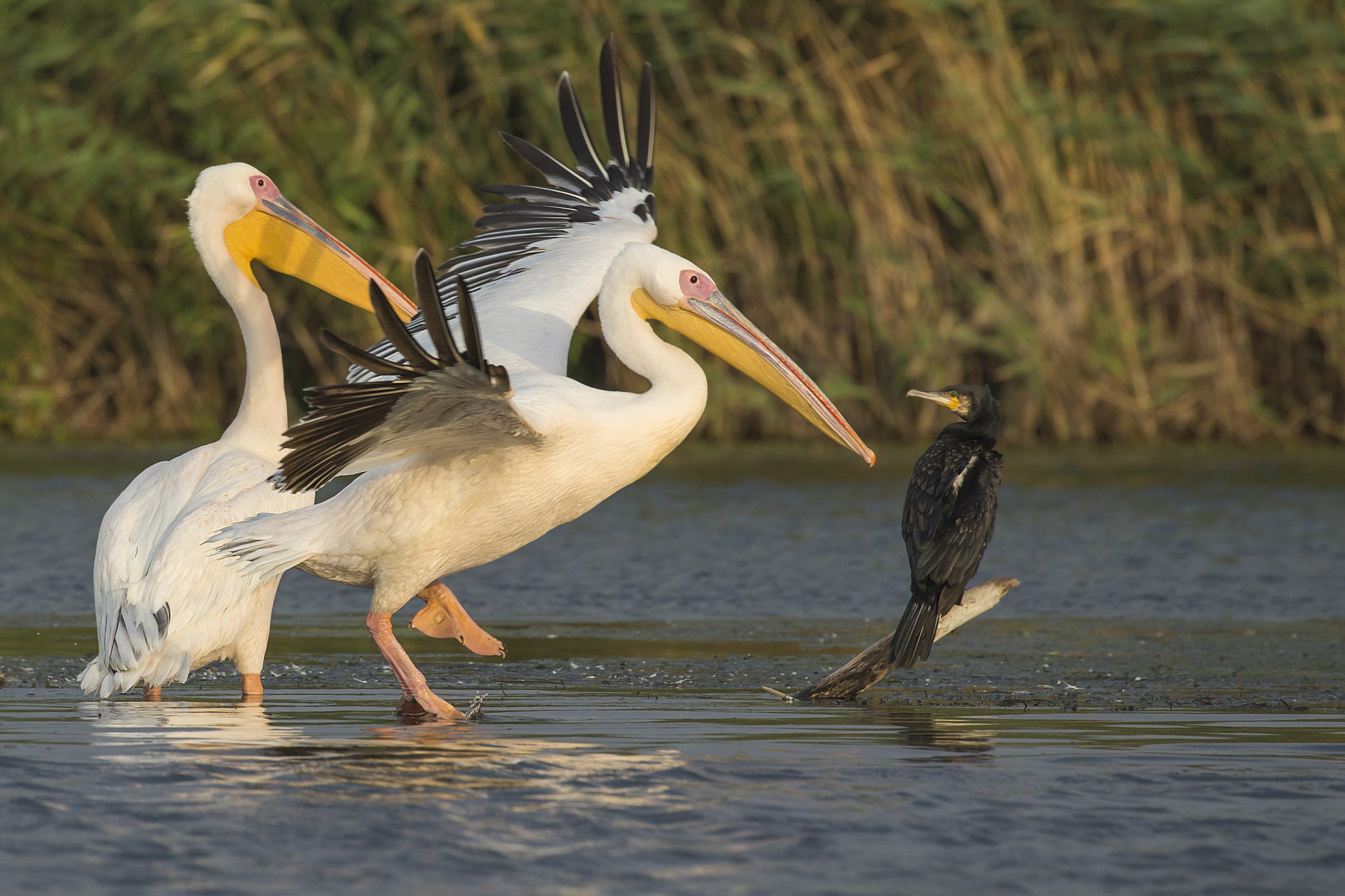 Canon EOS-1D X + Canon EF 100-400mm F4.5-5.6L IS II USM sample photo