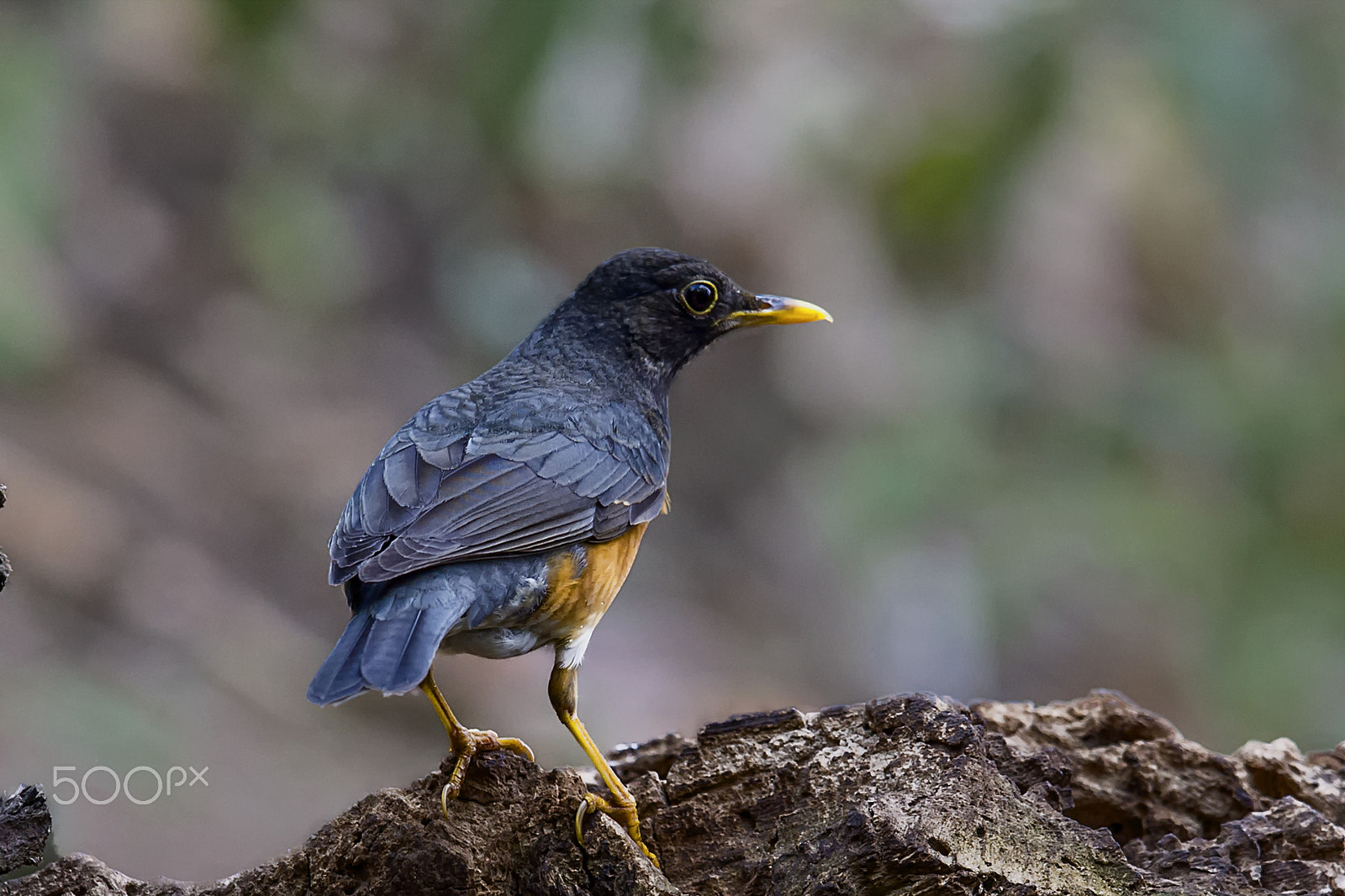 Nikon AF-S Nikkor 400mm F2.8G ED VR II sample photo. Black breasted thrush photography